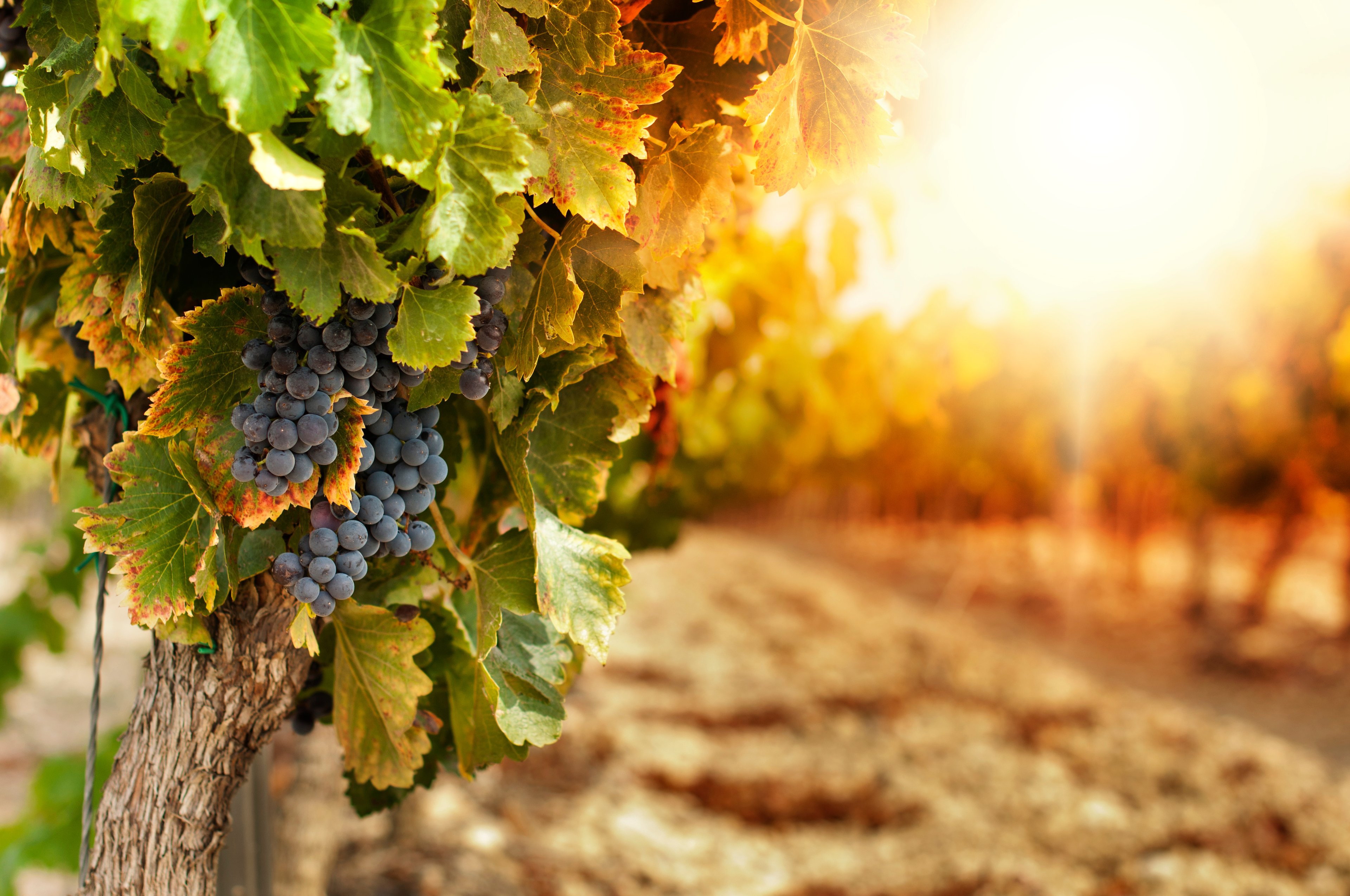 Image for Taste of Tuscany