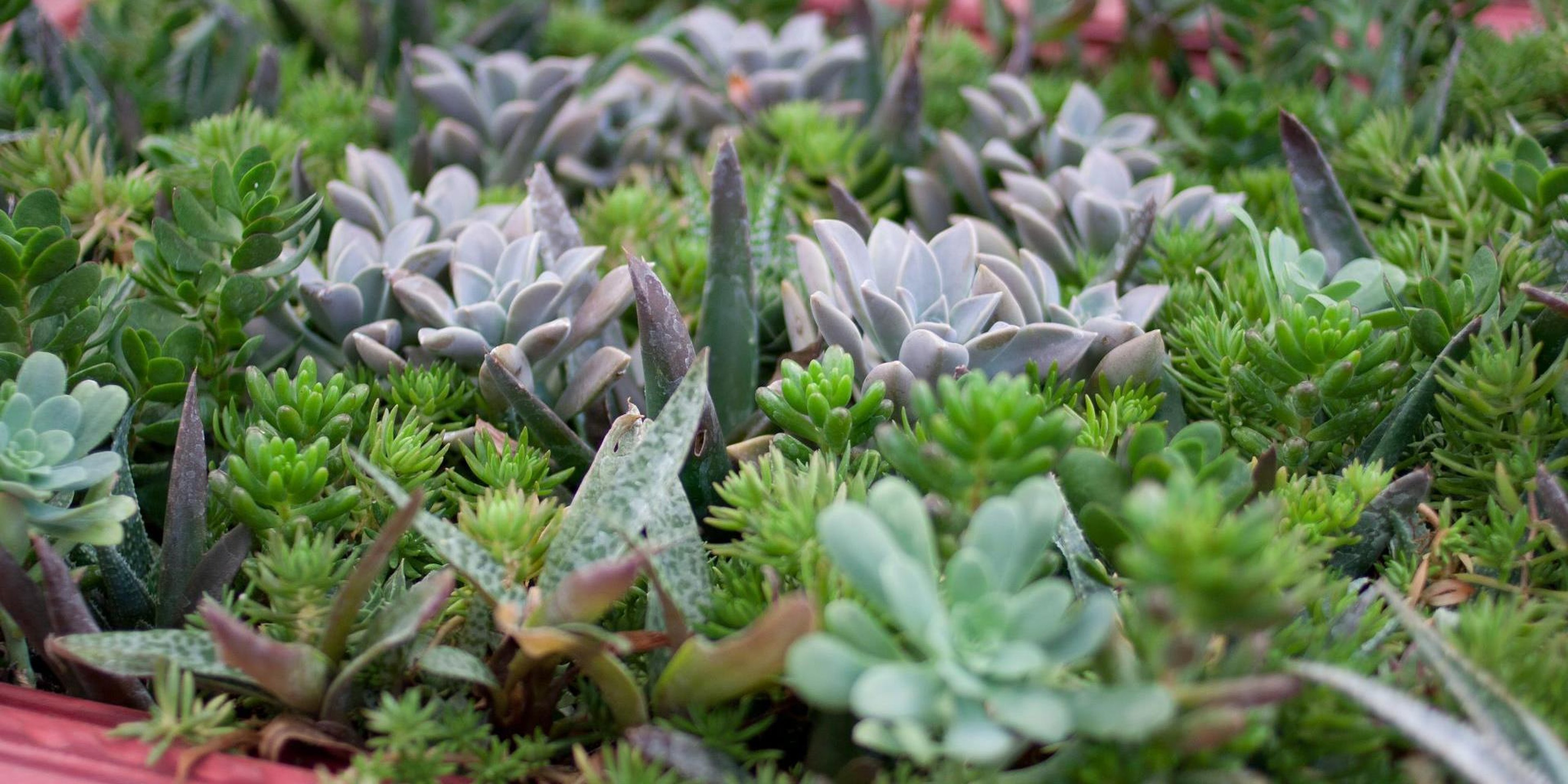 Image for Enchanted Forest