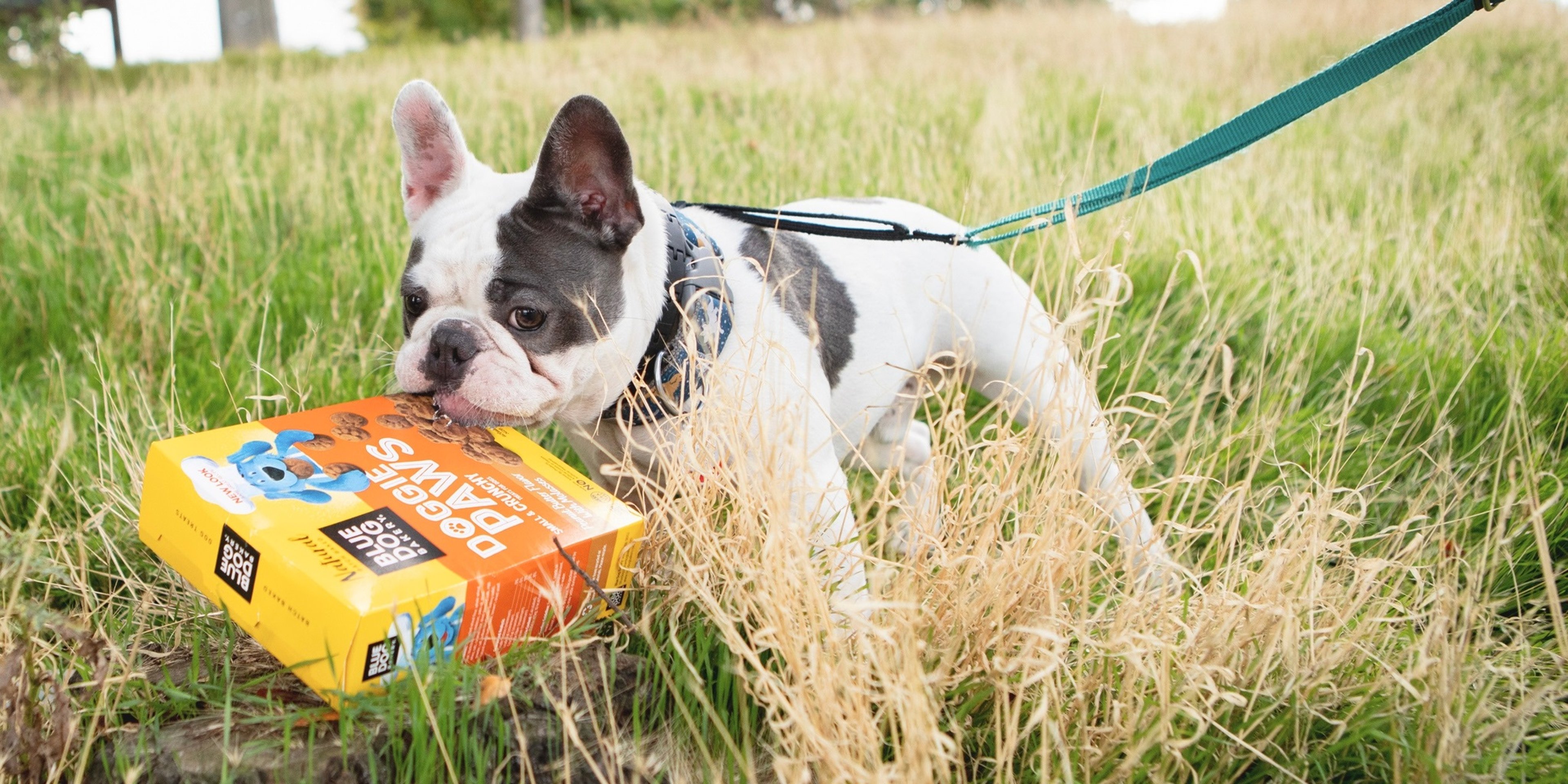 Image for Blue Dog Bakery