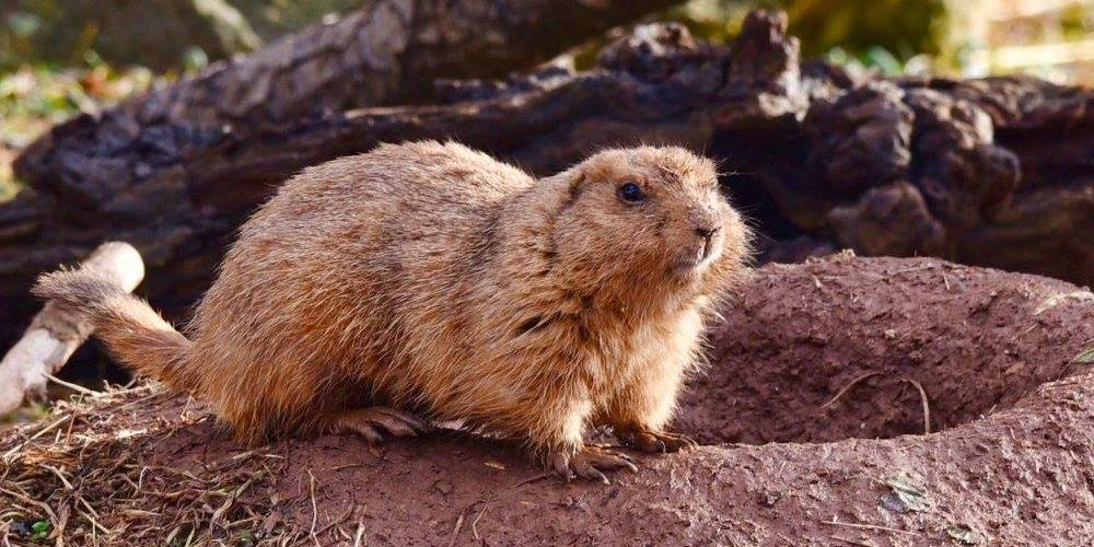 Image for Elmwood Park Zoo