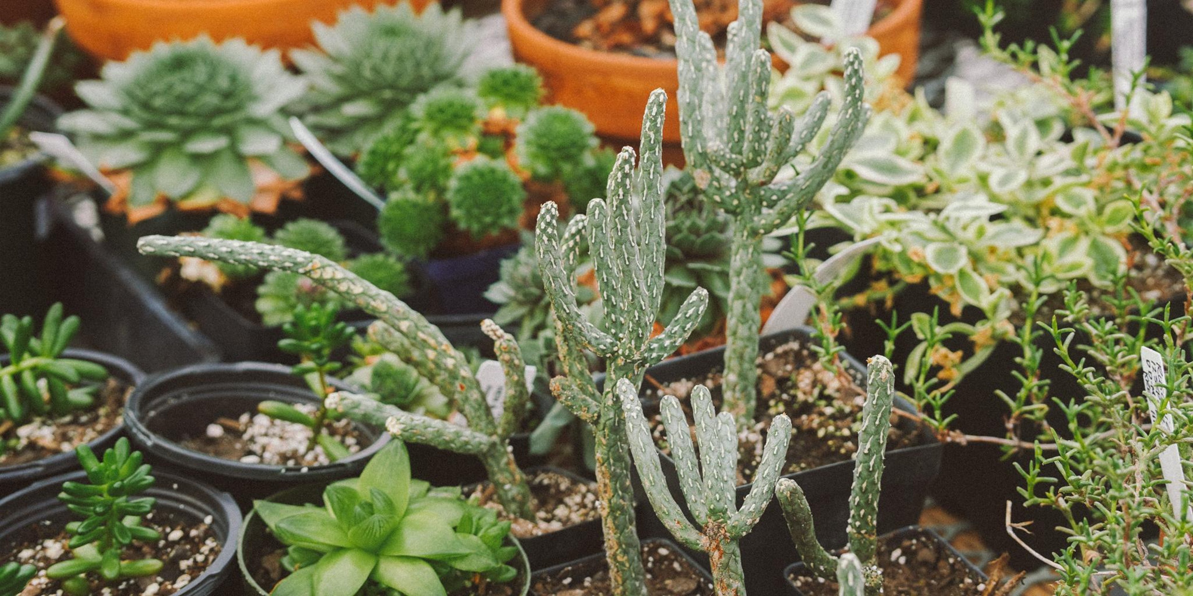 Image for Idaho Botanical Garden