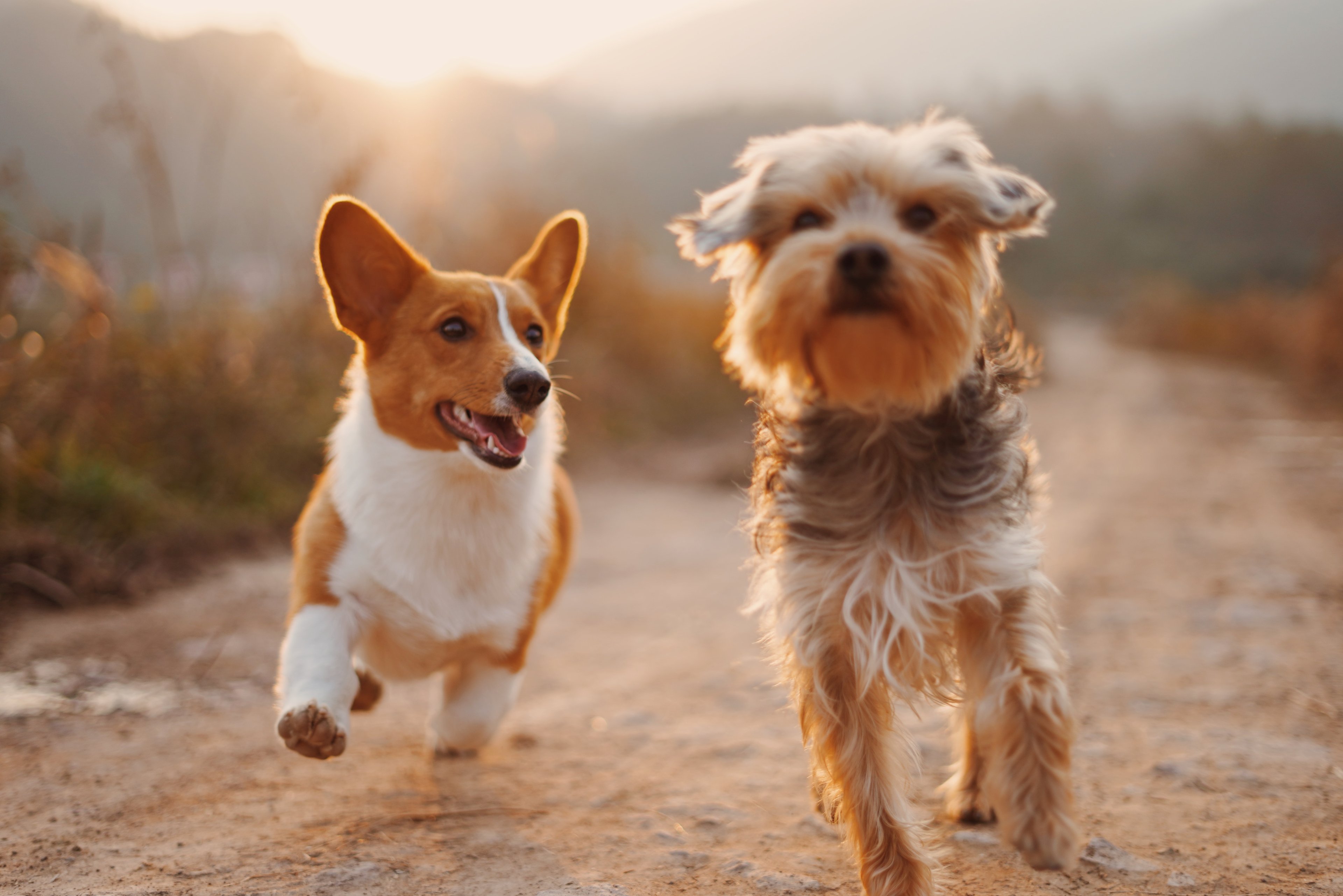 Cover photo for PetSmart Donation Request