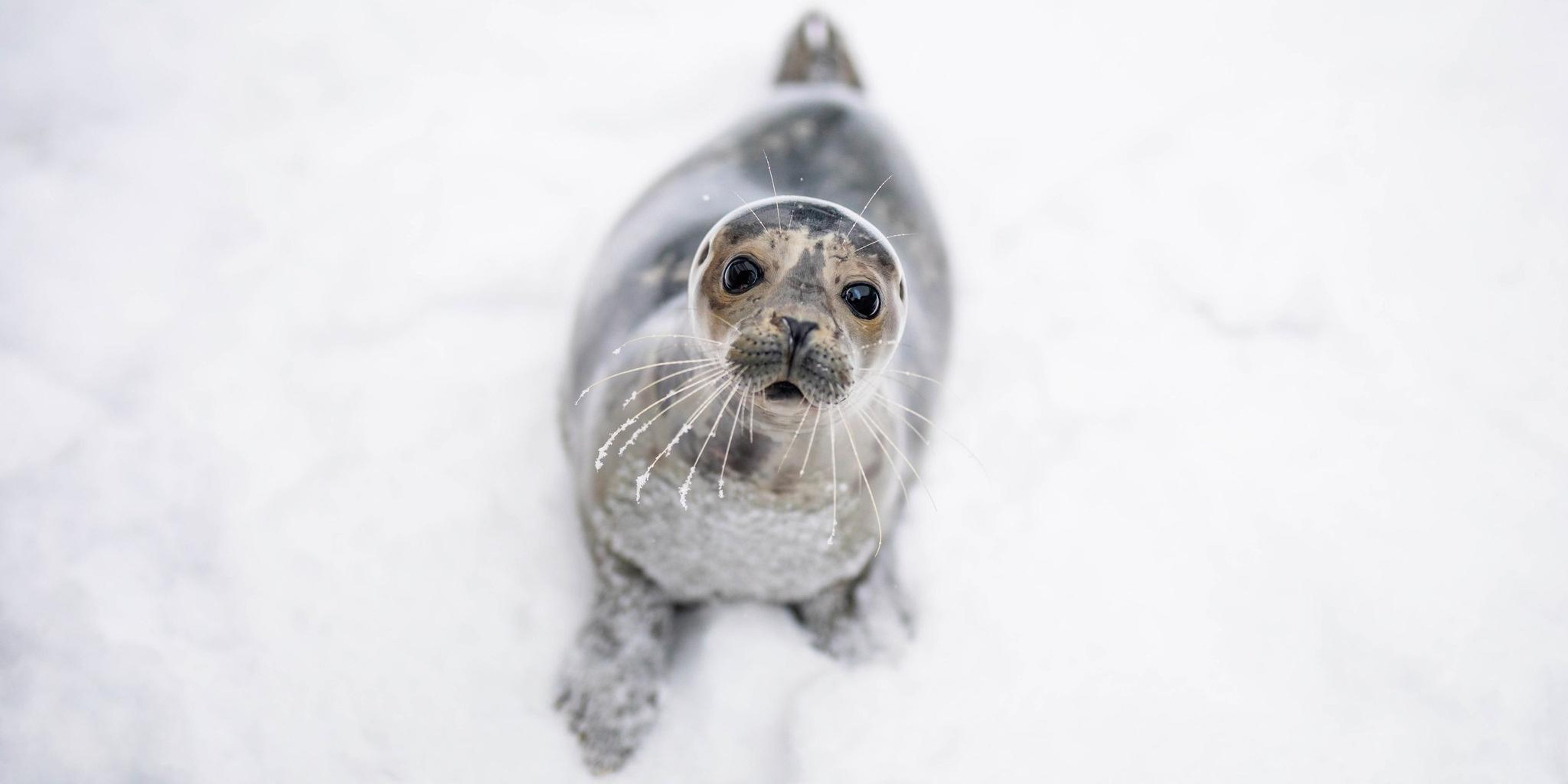 Image for Alaska SeaLife Center