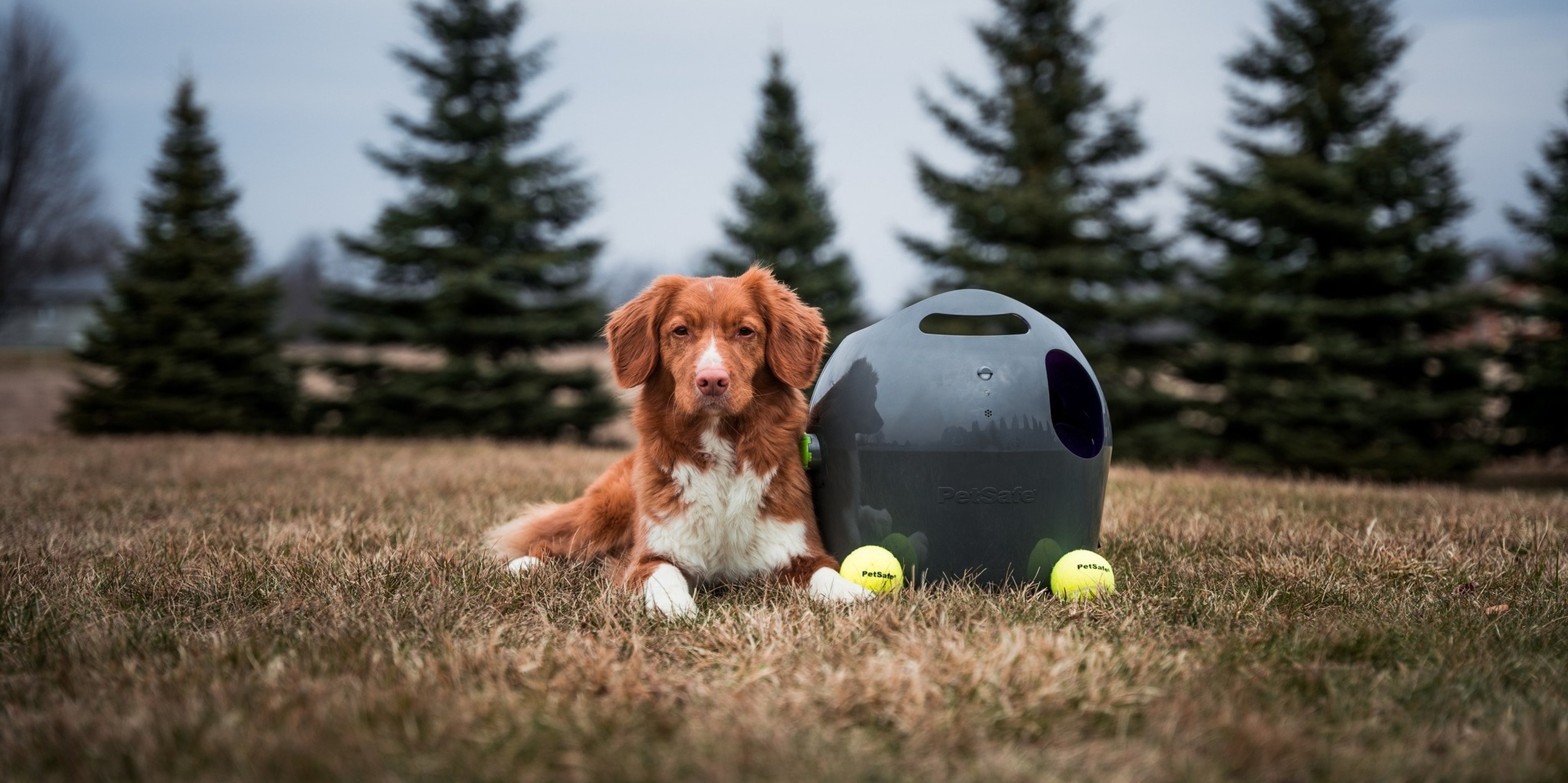 Image for PetSafe Brands