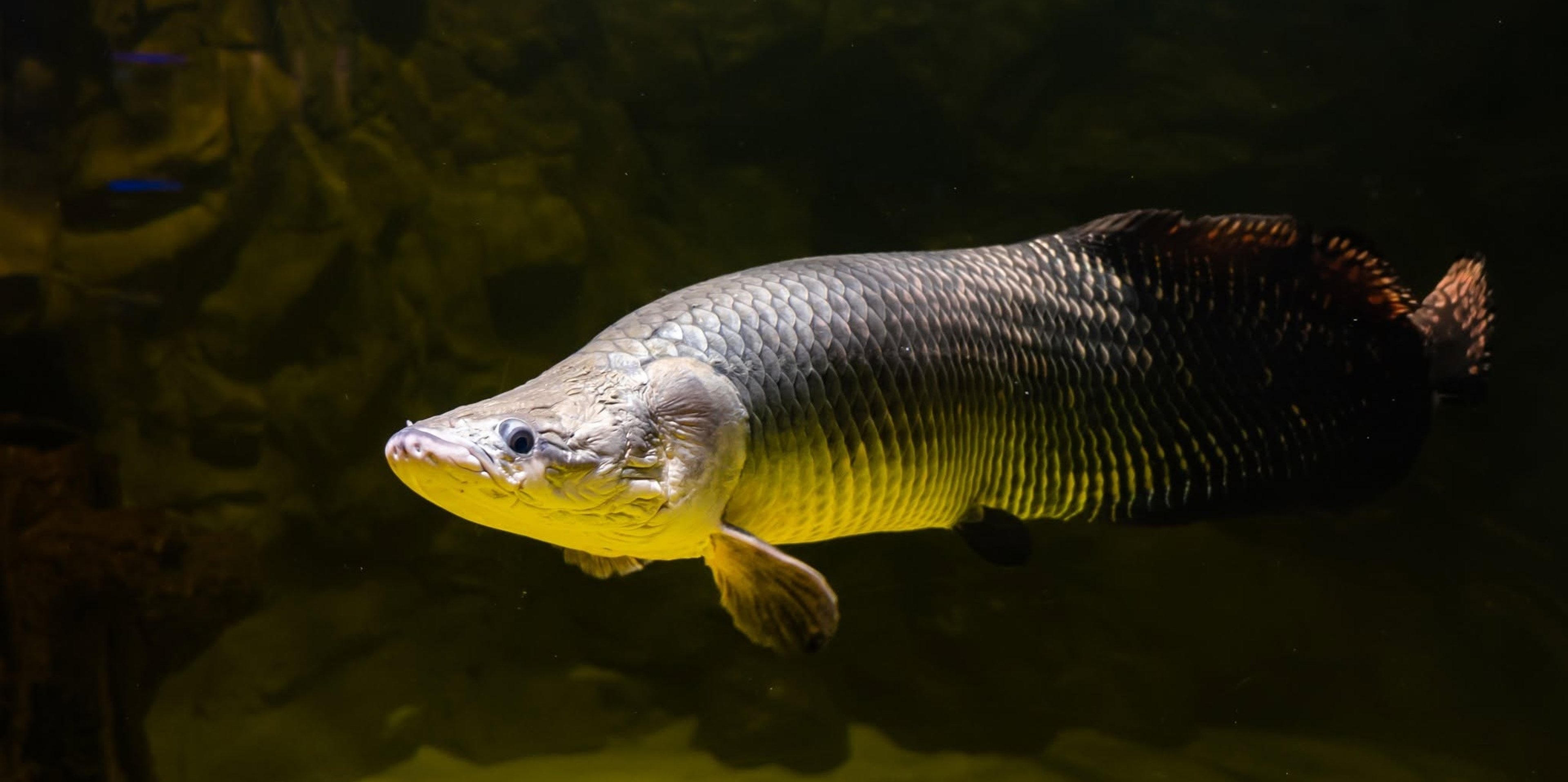Image for Daytona Aquarium and Rainforest Adventure