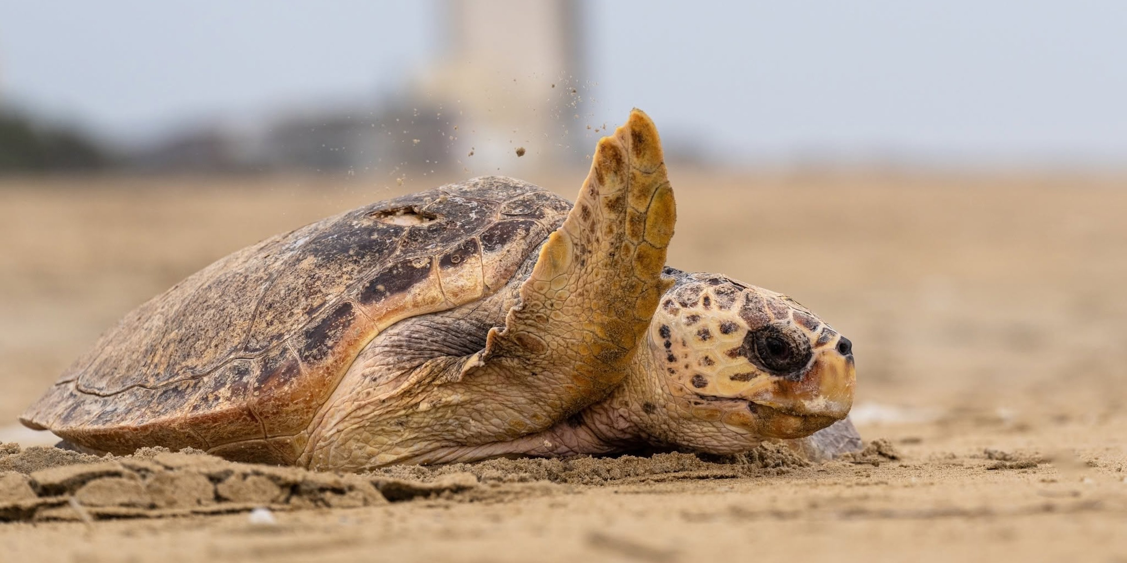 Image for Virginia Aquarium & Marine Science Center