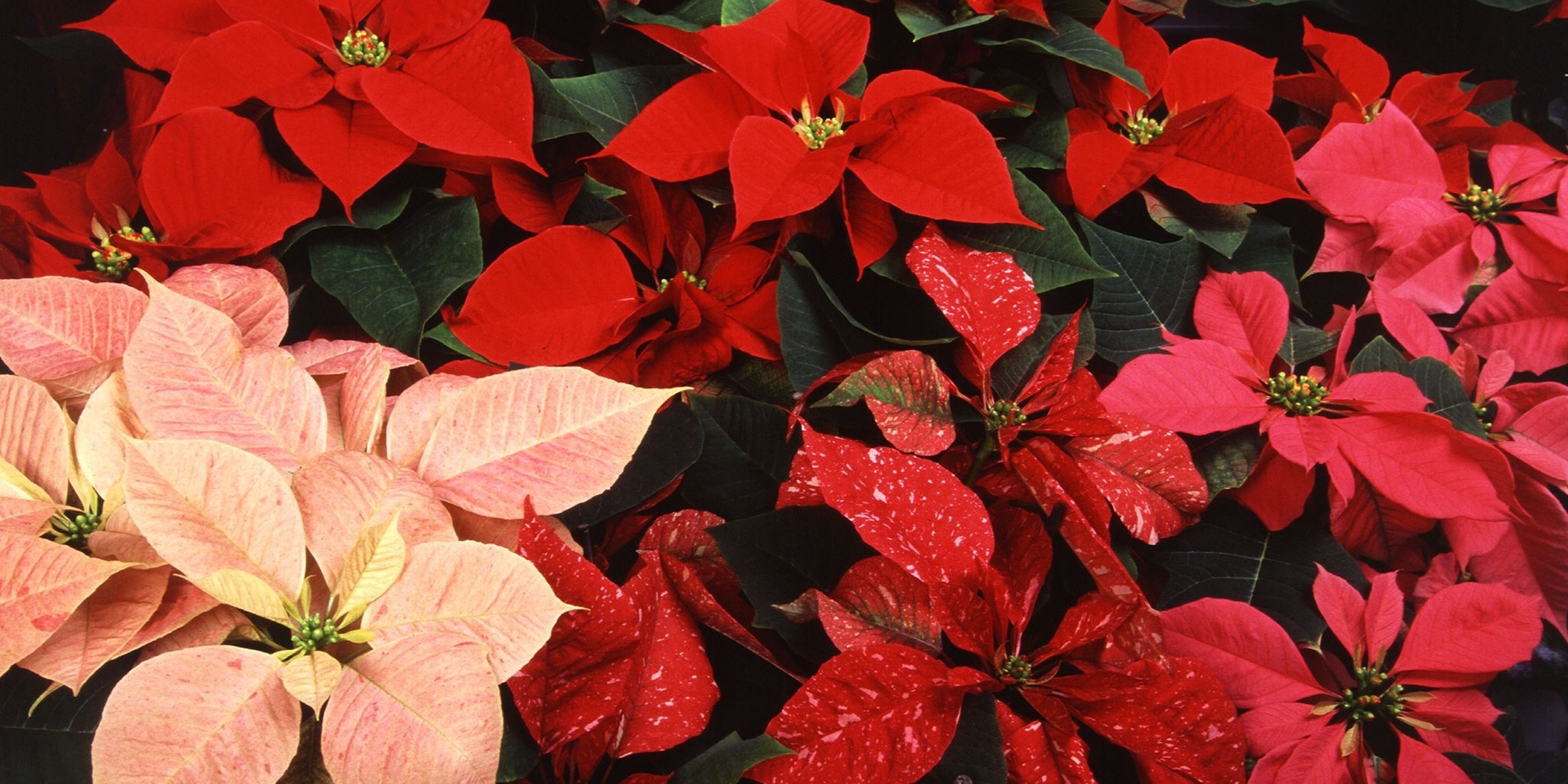 Image for Meadows Farms