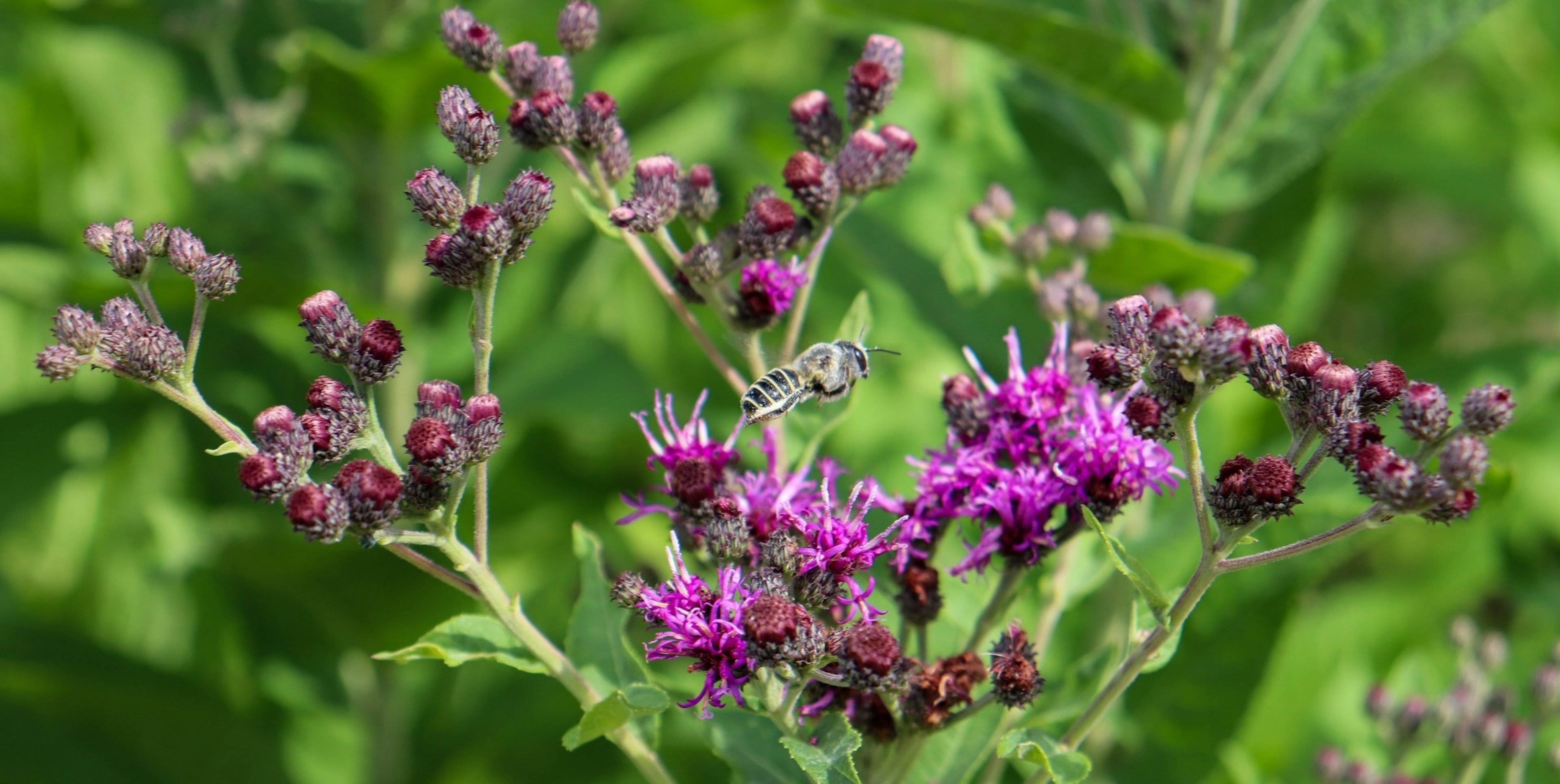 Image for Lady Bird Johnson Wildflower Center