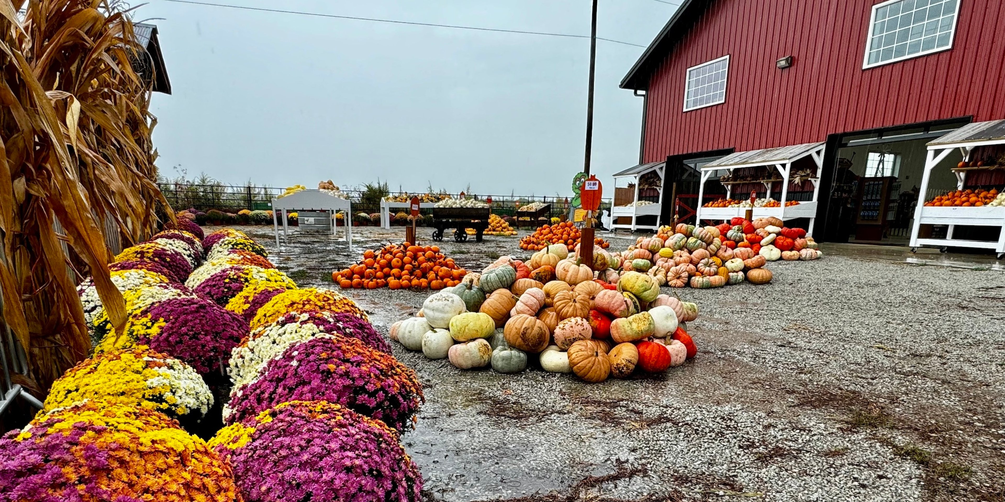 Image for Carolyn's Pumpkin Patch
