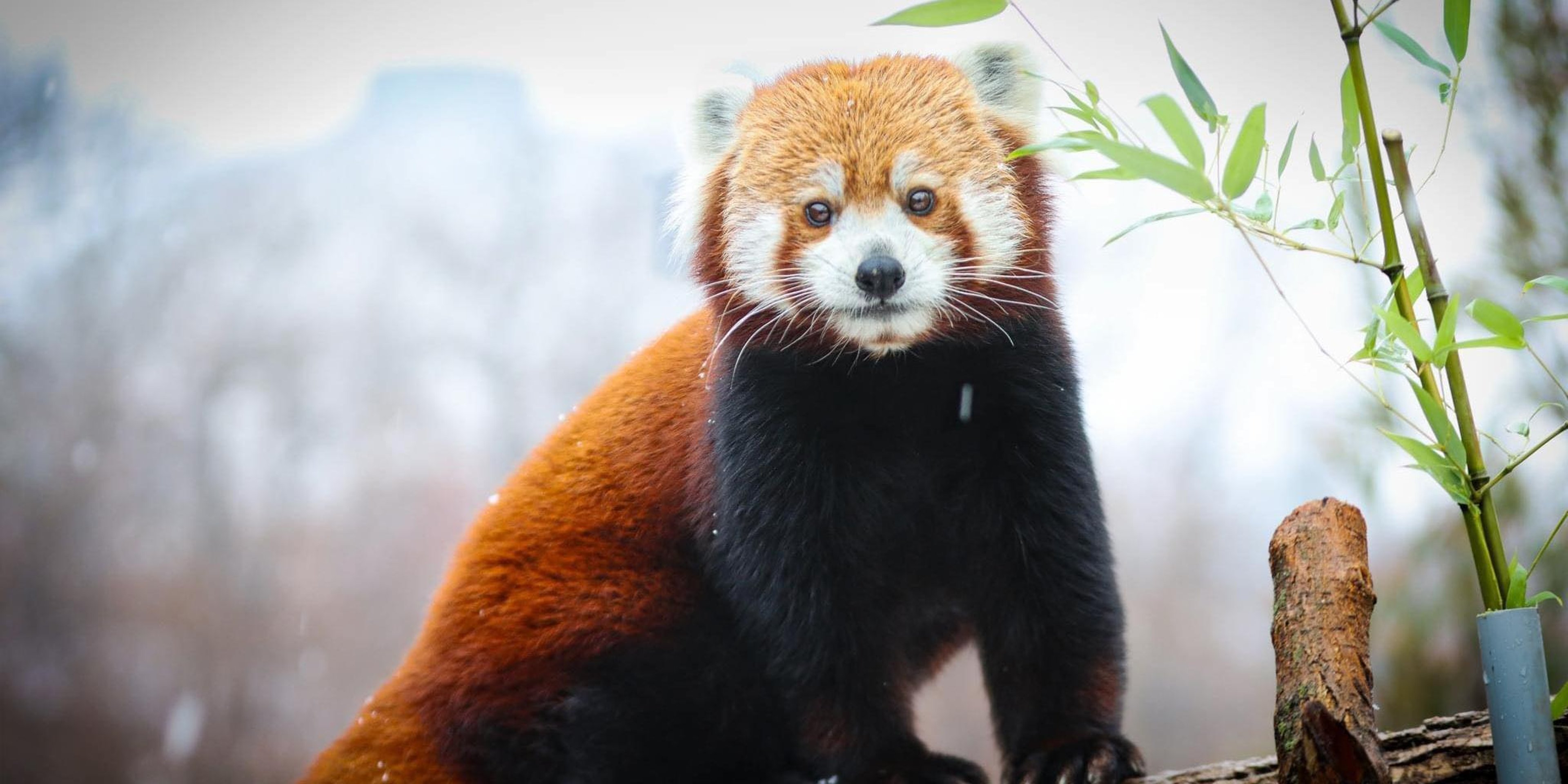 Image for Omaha’s Henry Doorly Zoo and Aquarium