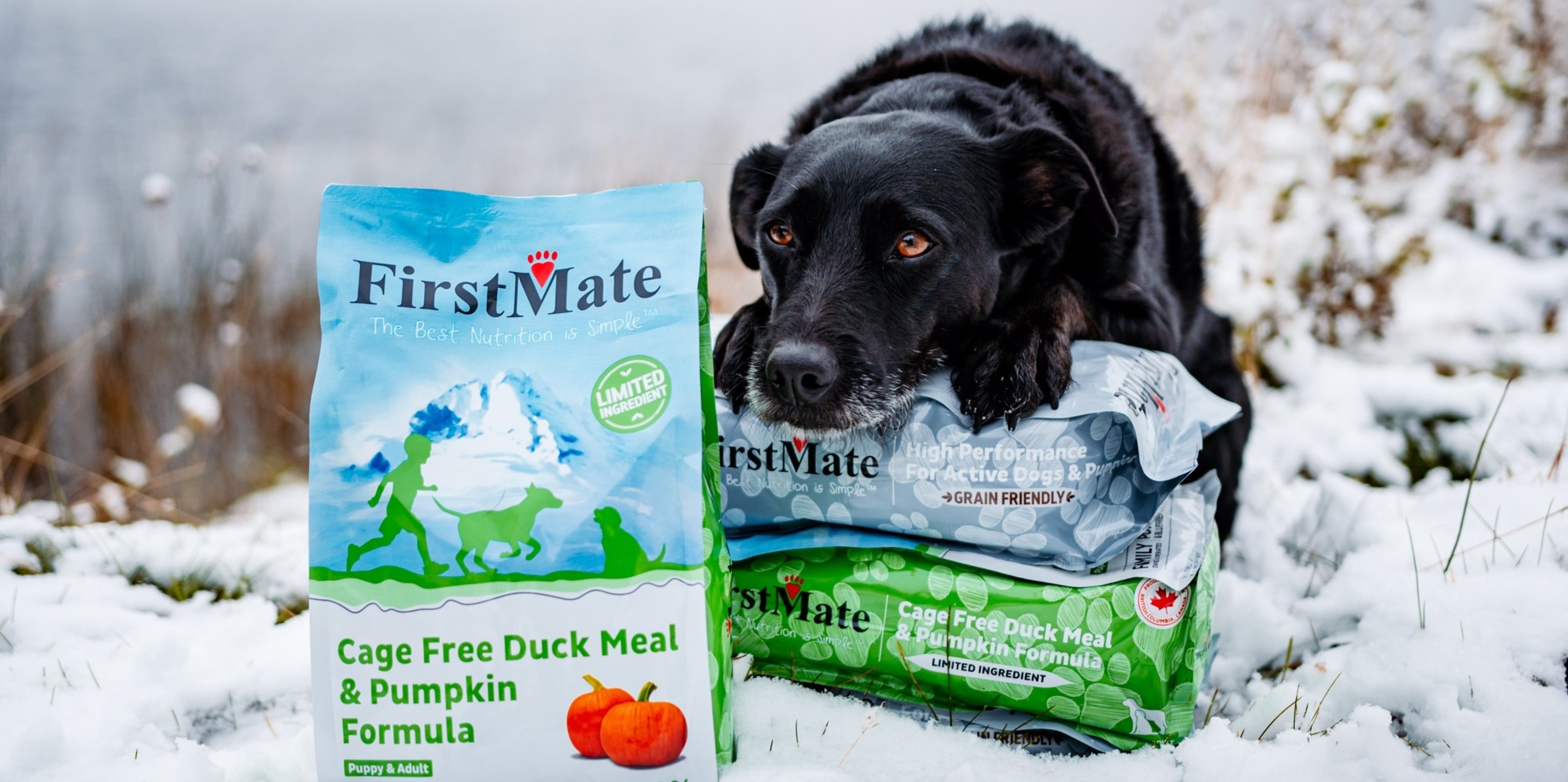 Image for Paws on Chicon