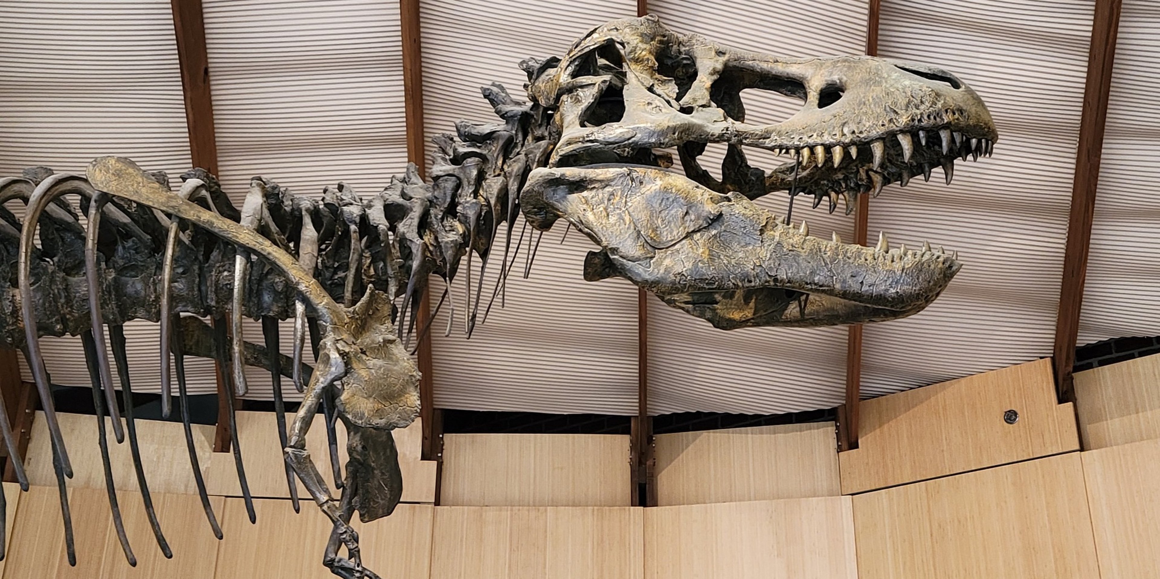 Image for Schiele Museum