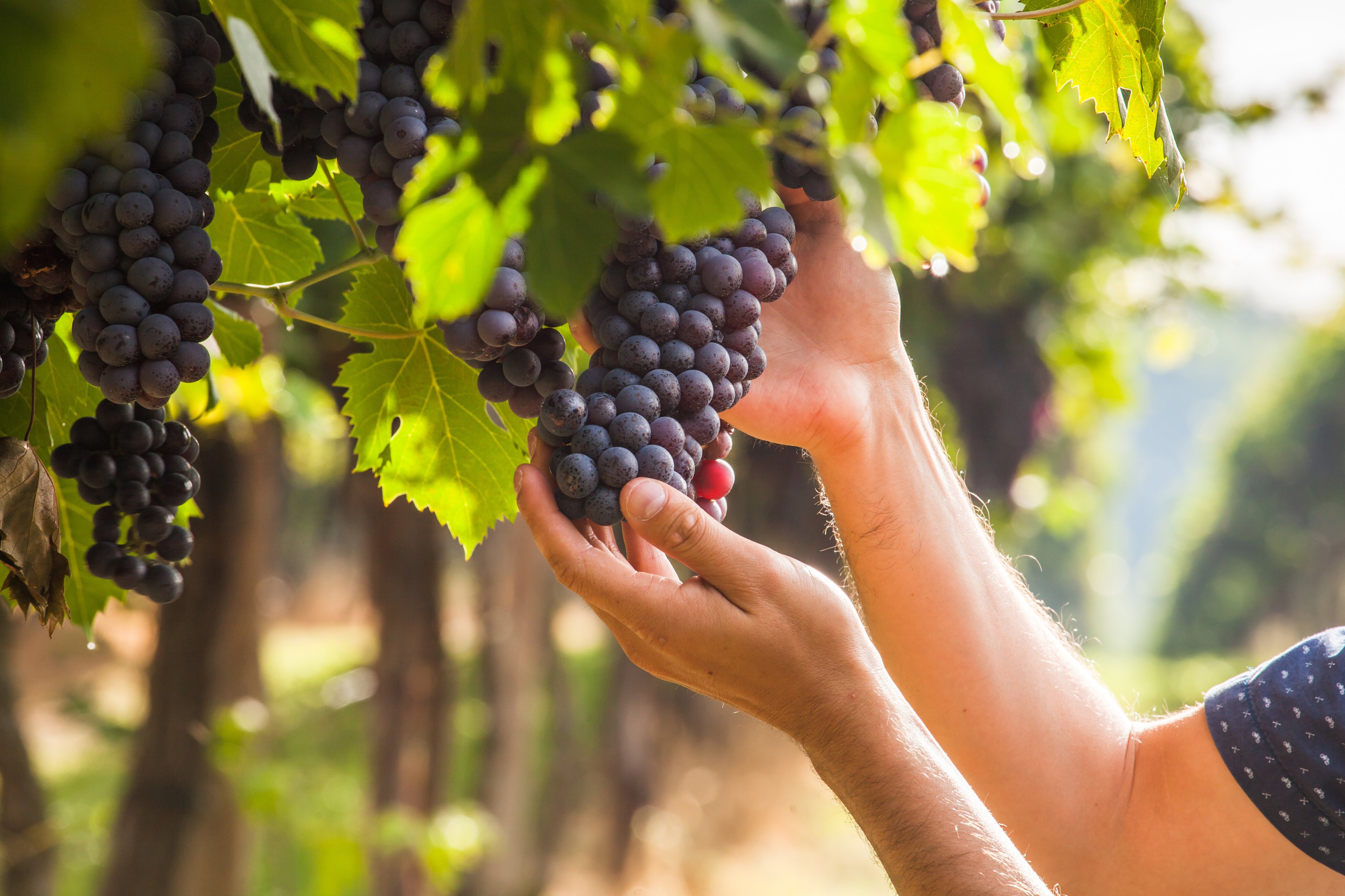 Image for Taste of Italy