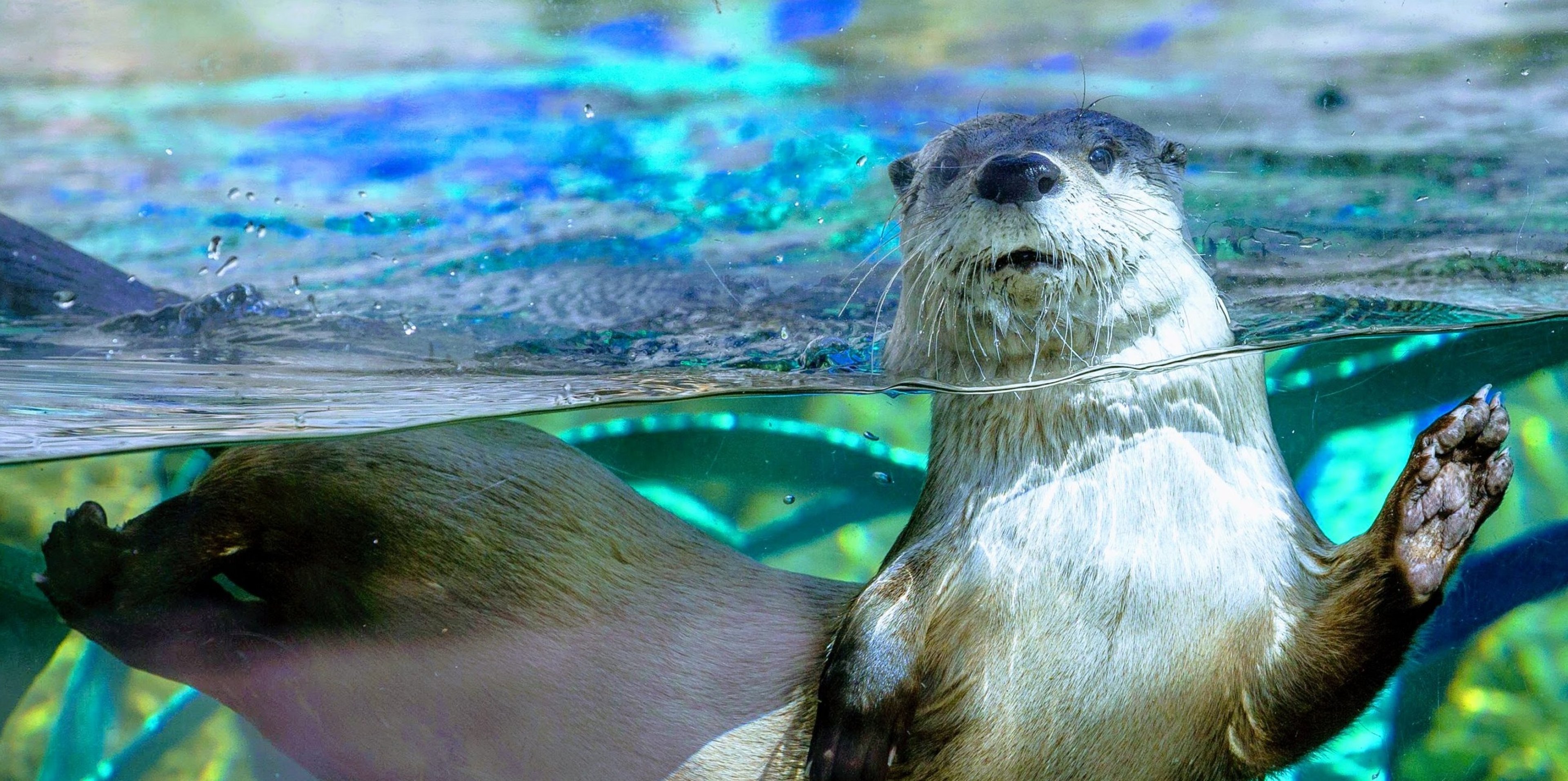 Image for CuriOdyssey