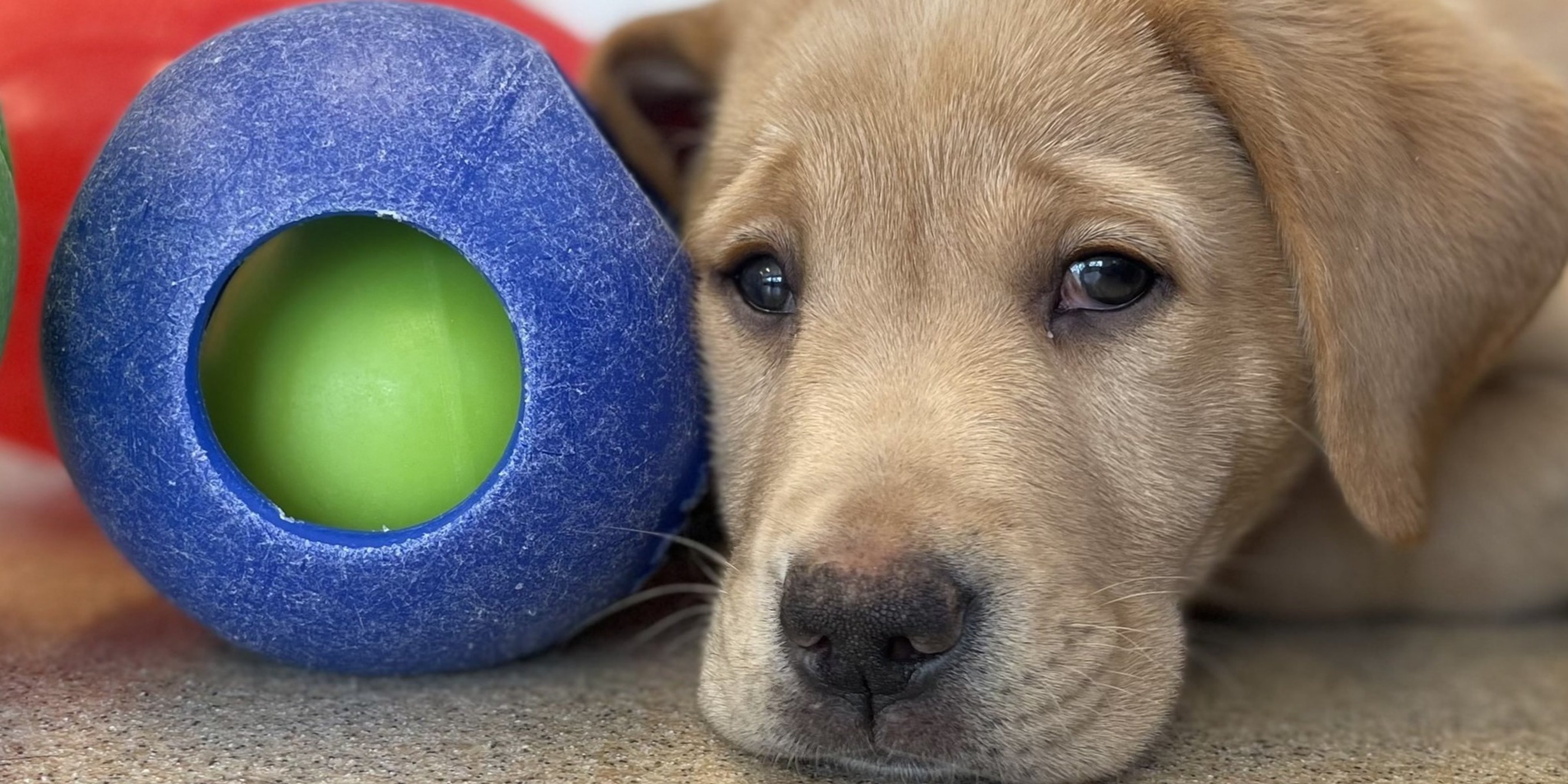 Image for Jolly Pets