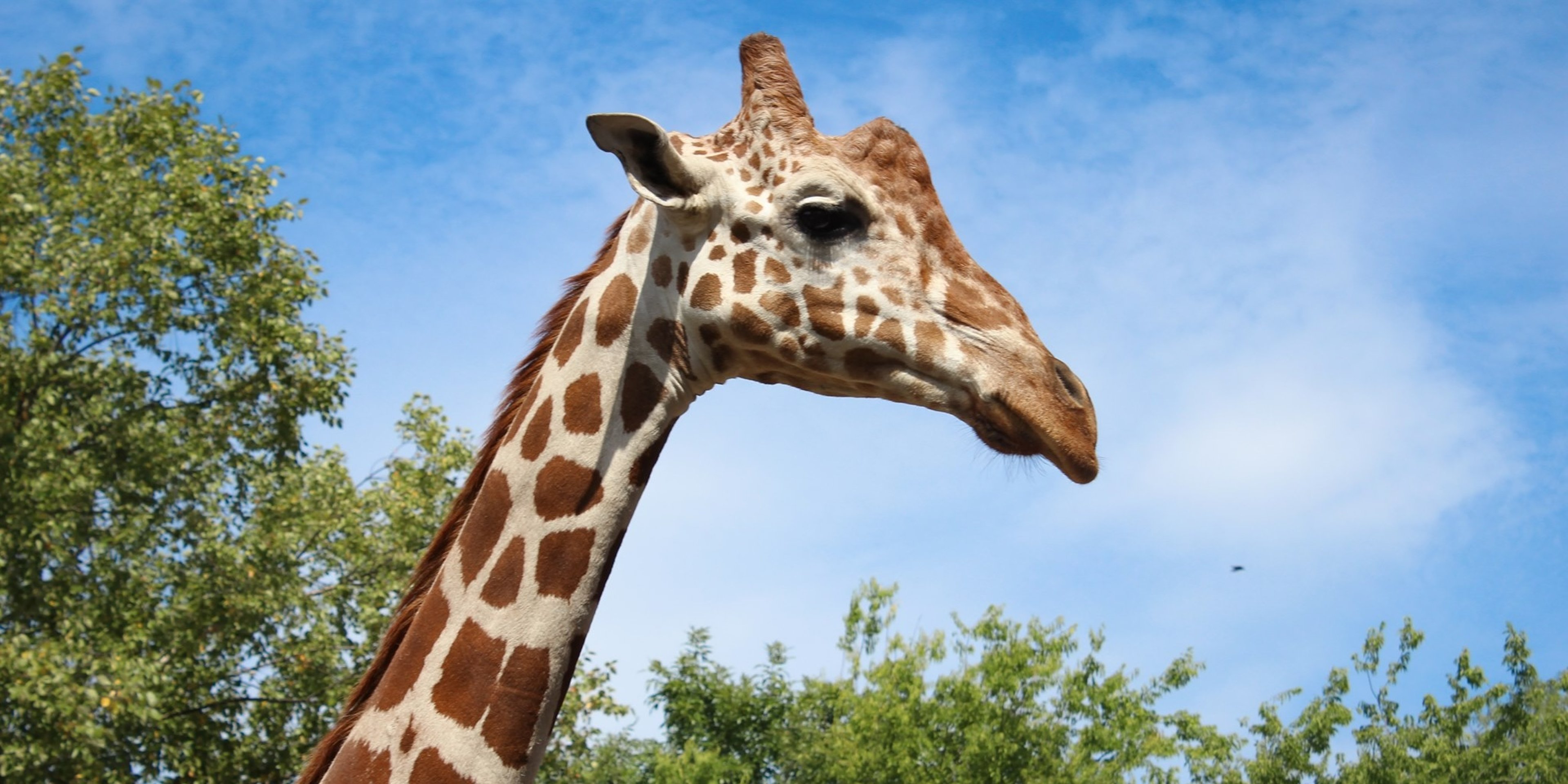 Image for Chattanooga Zoo