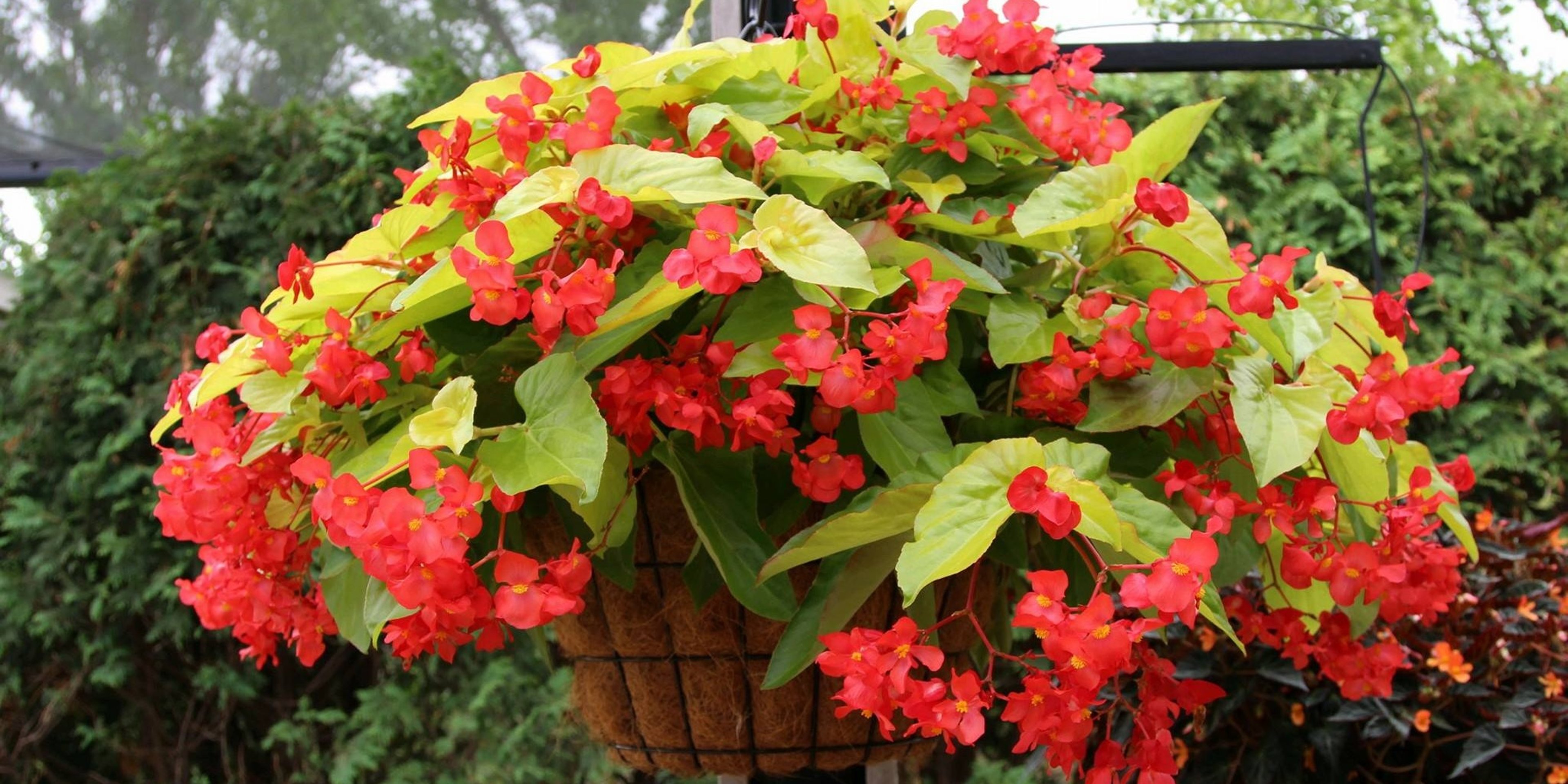 Image for Groovy Plants Ranch