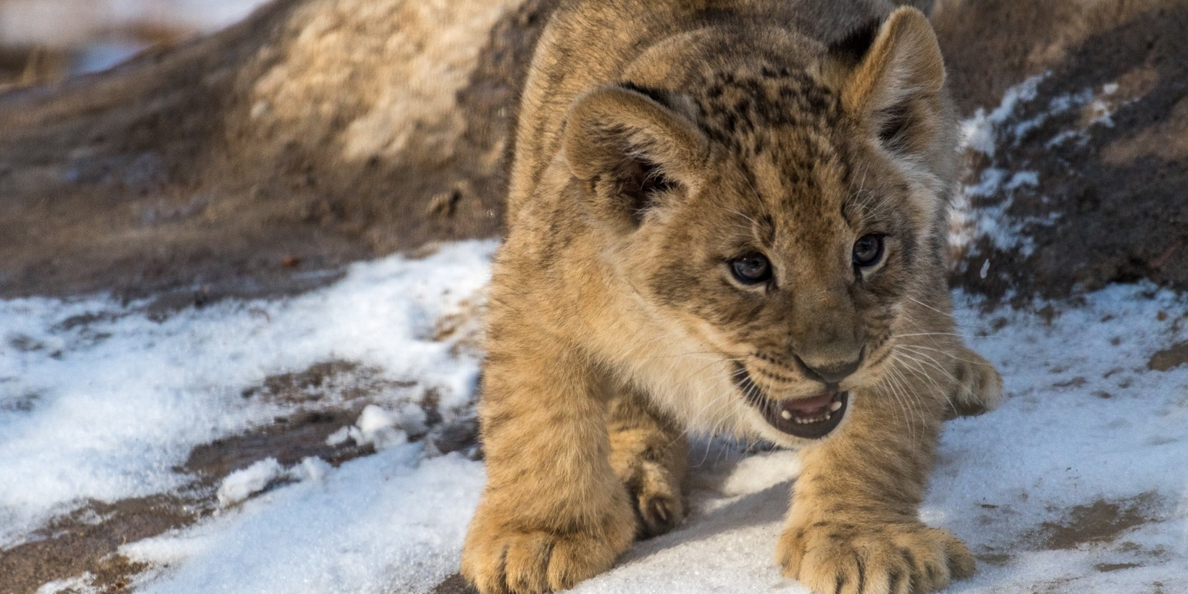 Image for Pueblo Zoo