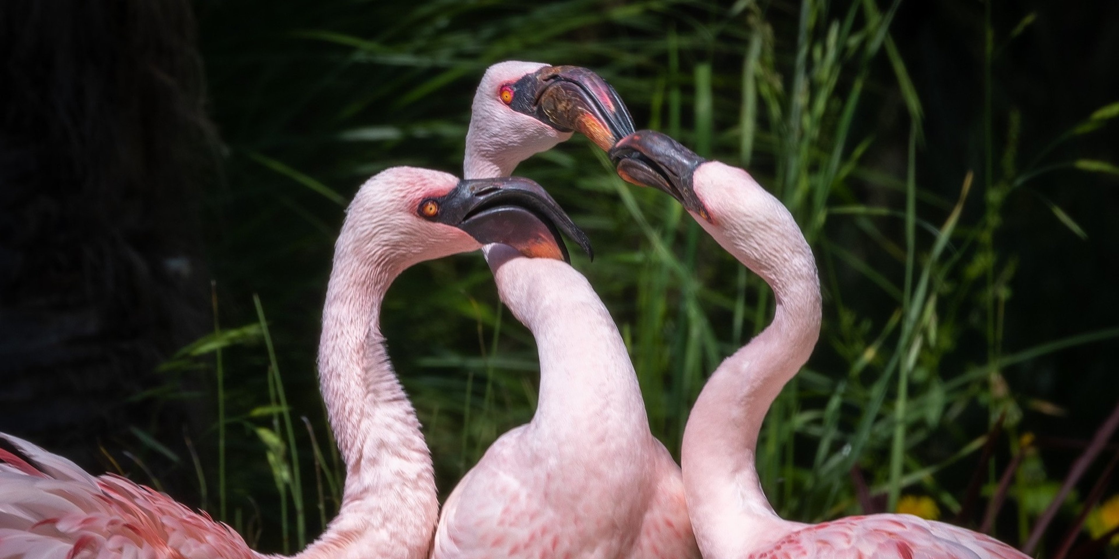 Image for Oakland Zoo