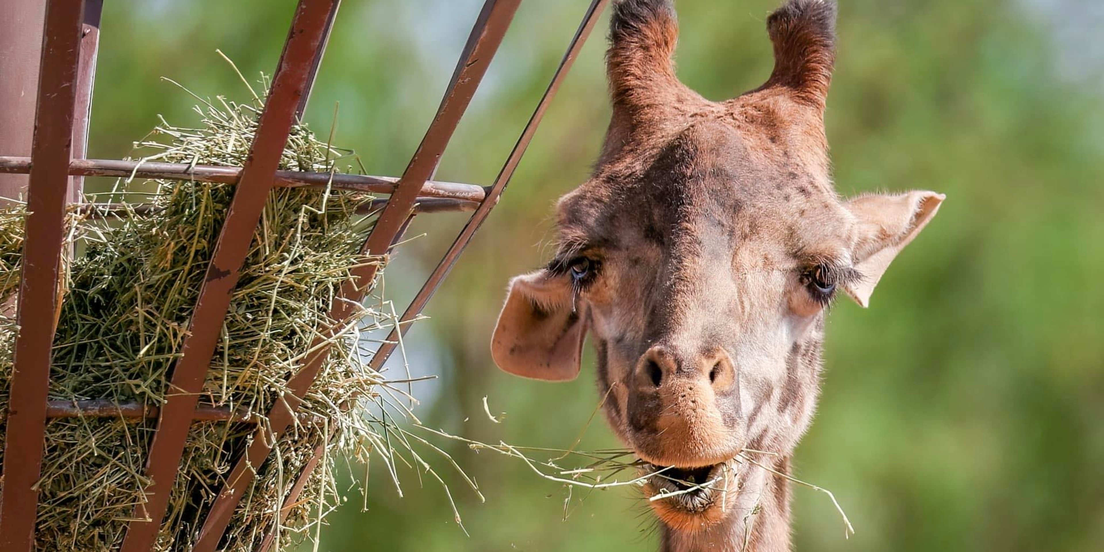 Image for Phoenix Zoo