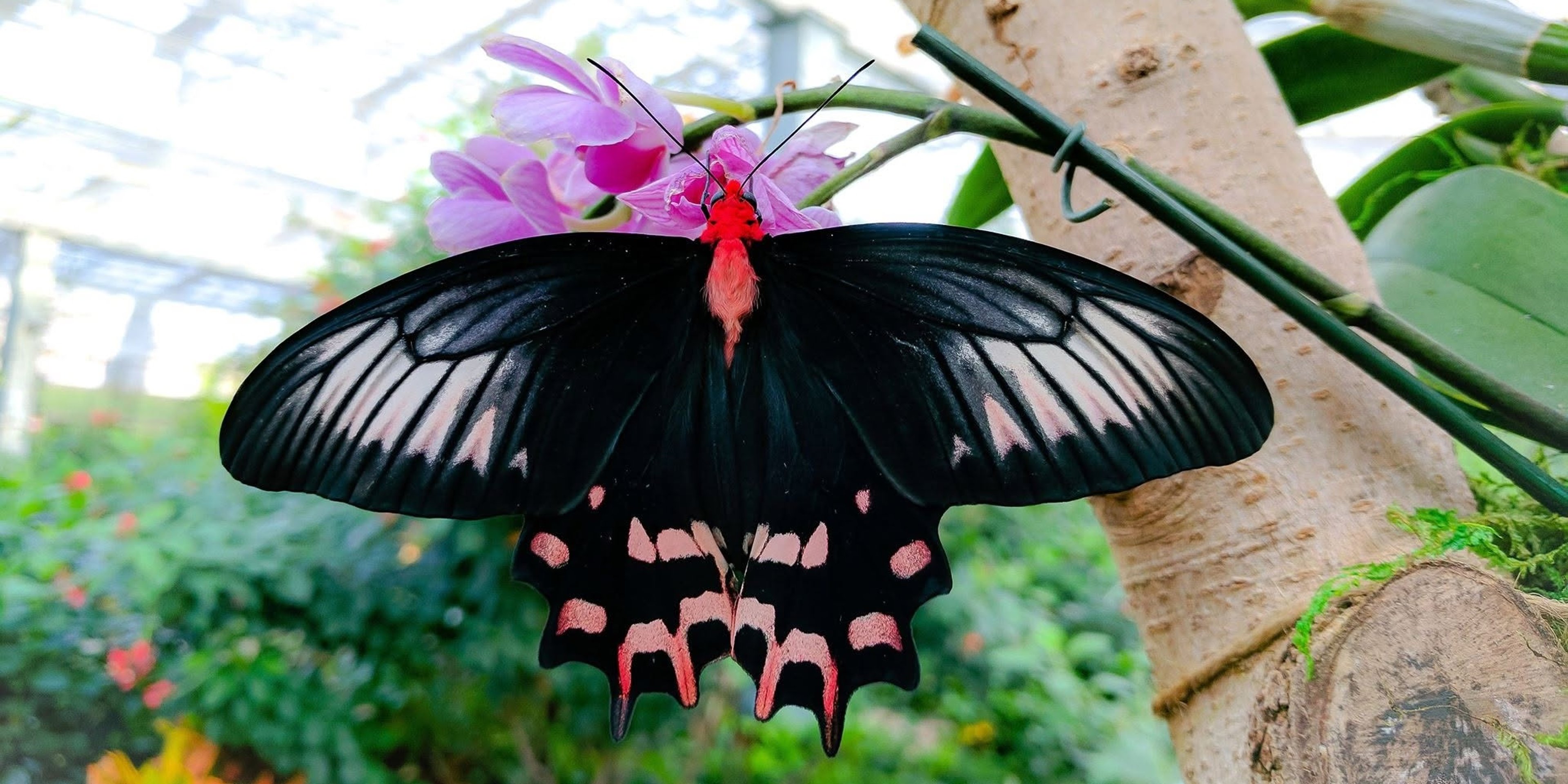 Image for Butterfly Wonderland
