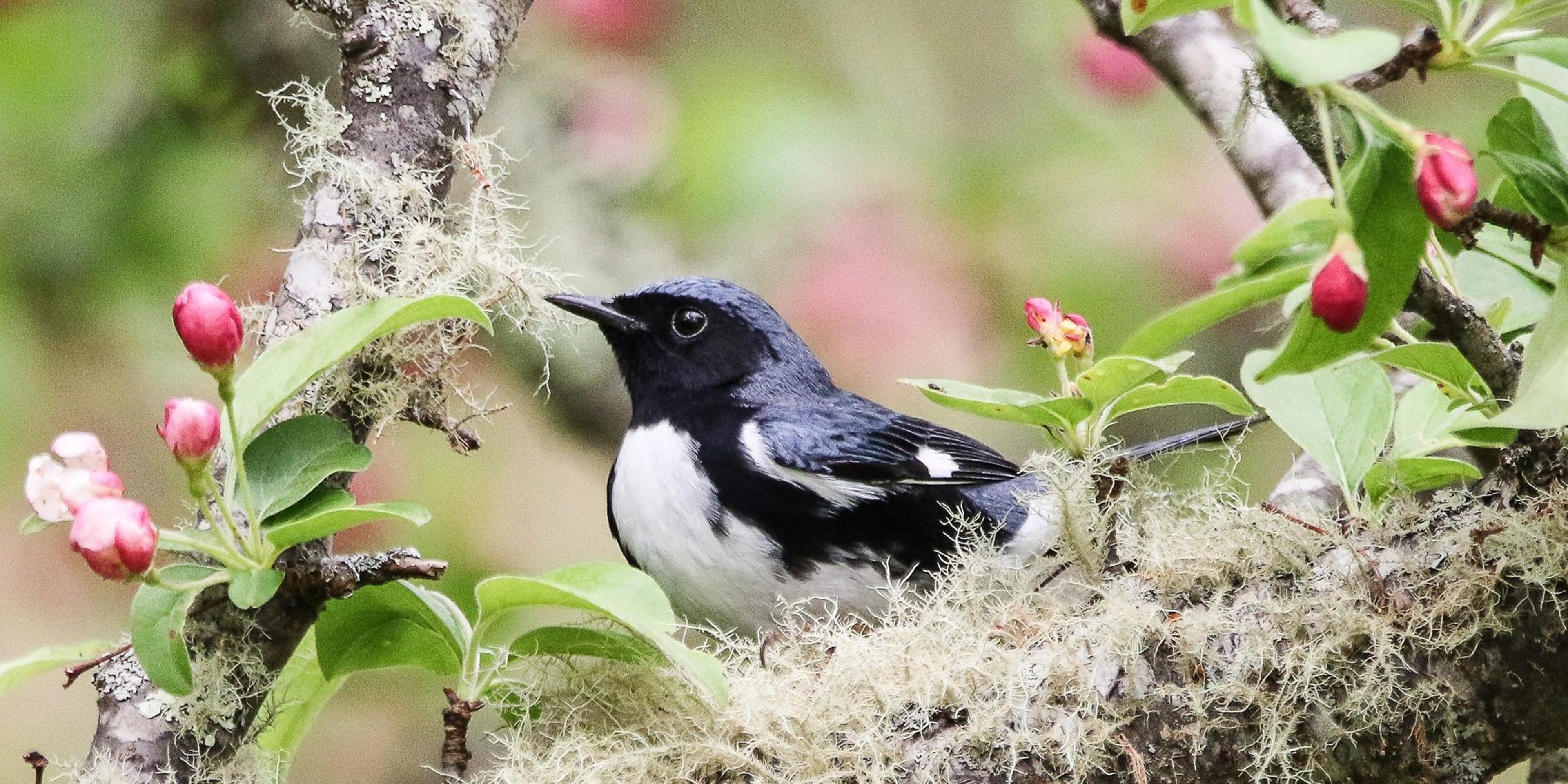 Image for Audubon Society of Rhode Island