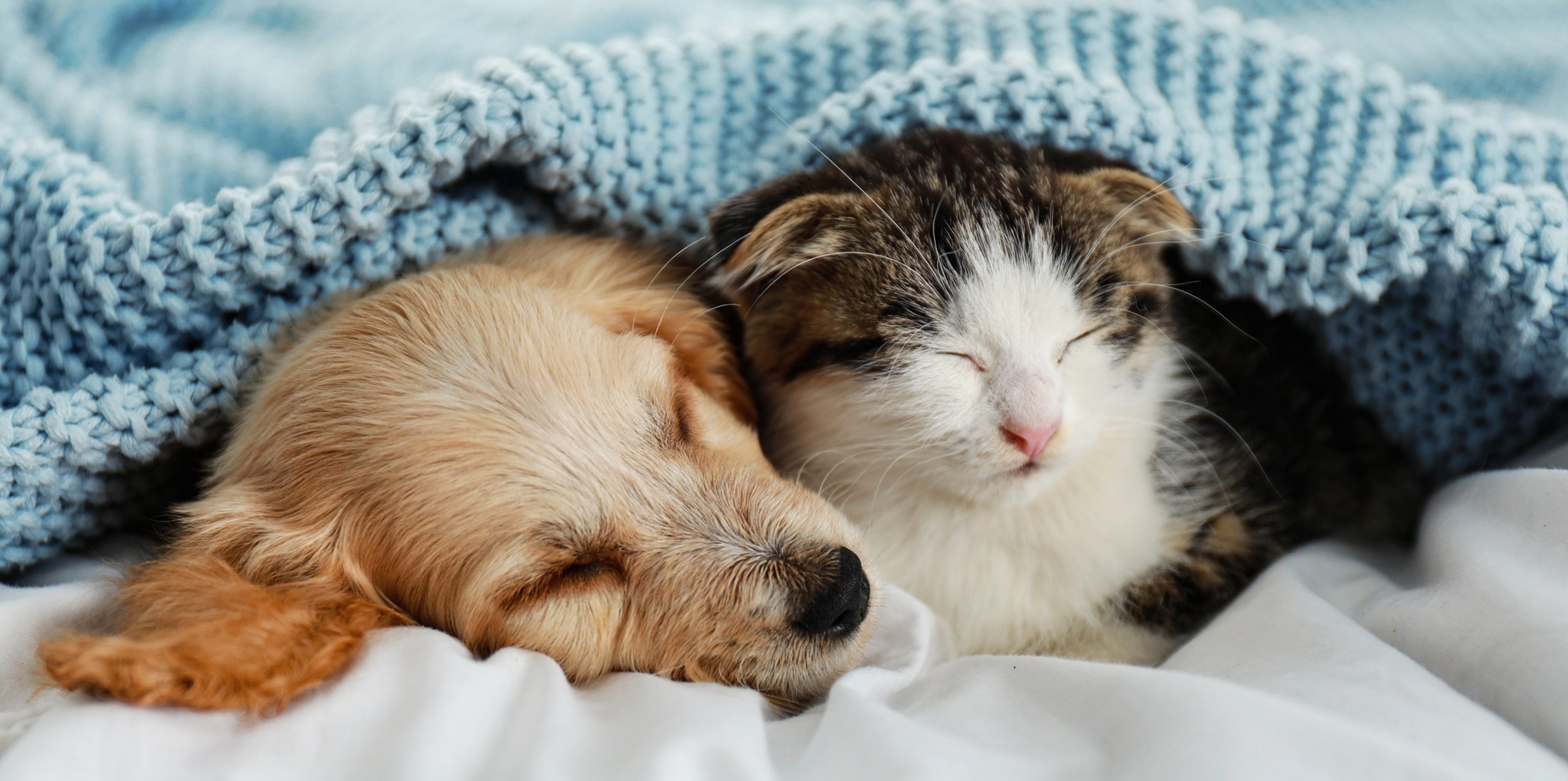 Image for Revival Animal Health