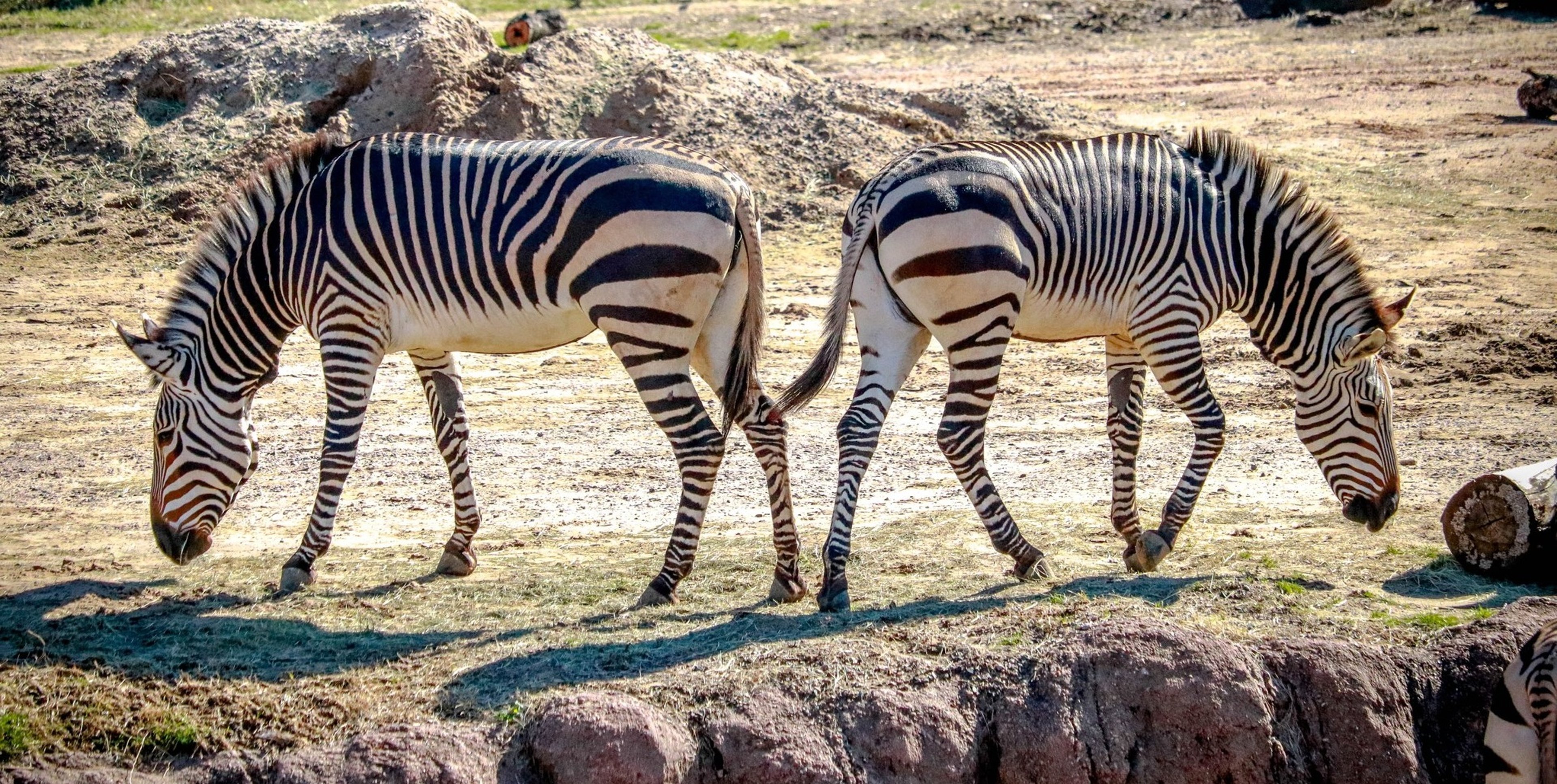 Image for Dallas Zoo