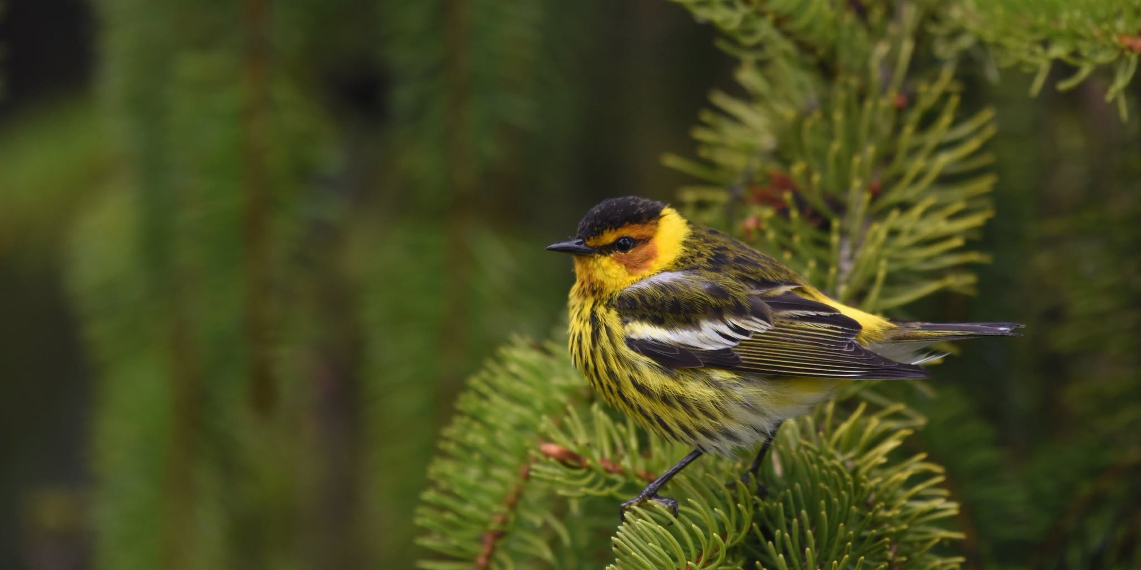 Image for Schlitz Audubon Nature Center