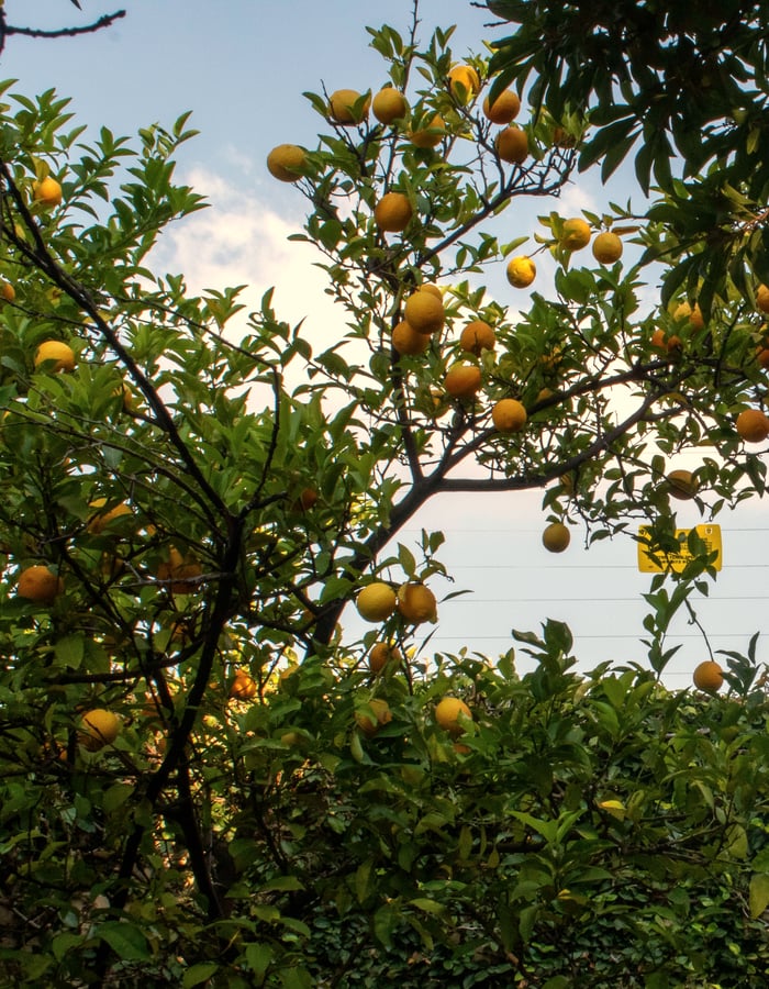 Lemon tree at Chaplin Manor