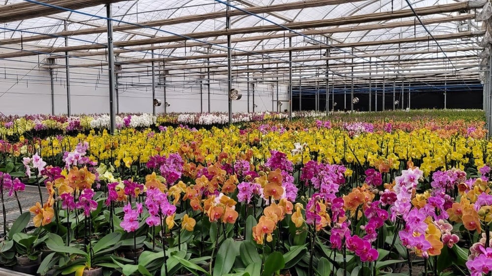 Conheça uma produção de orquídeas em Holambra!