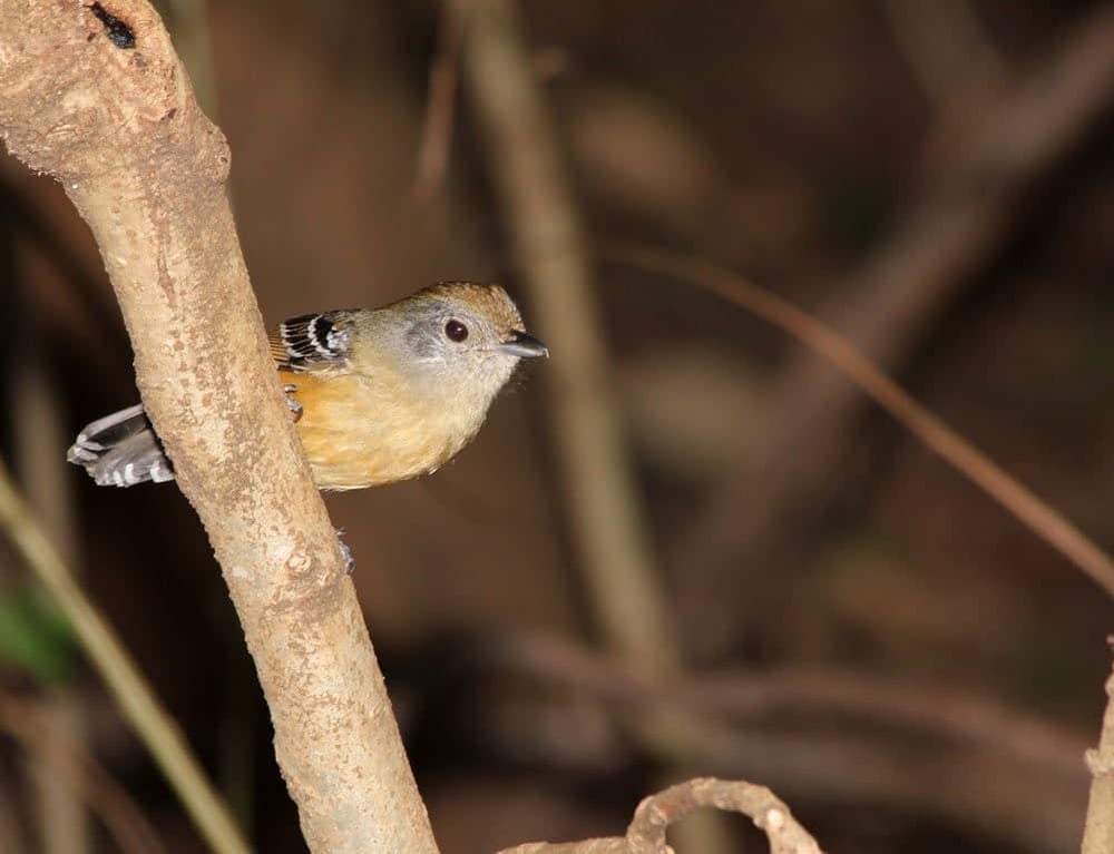 OBSERVAÇÃO DE AVES NO PARQUE HERMÓGENES FREITAS LEITÃO FILHO - BARÃO GERALDO