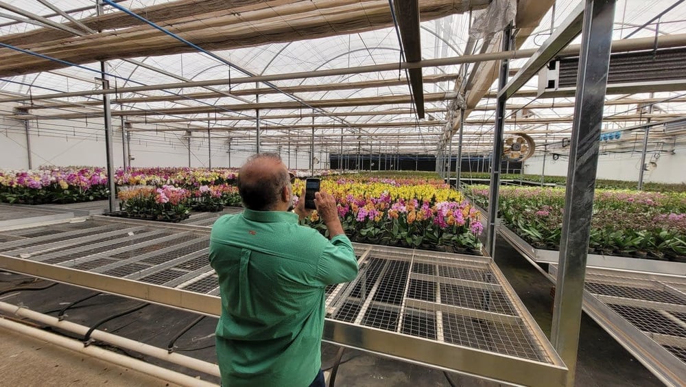 Conheça uma produção de orquídeas em Holambra!