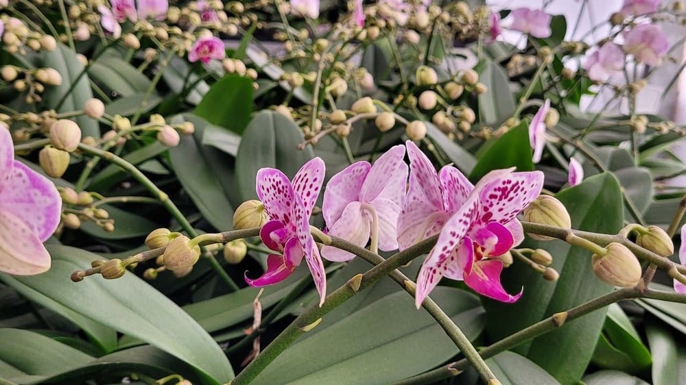 Conheça uma produção de orquídeas em Holambra!