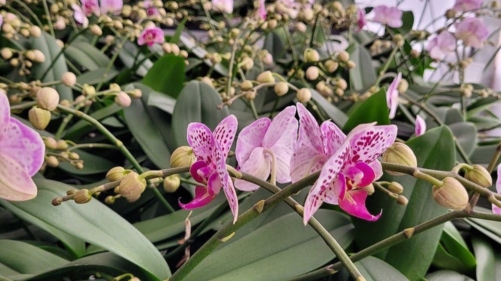 ORQUÍDEAS TOUR - CORES E BELEZA PARA ENCANTAR VOCÊ