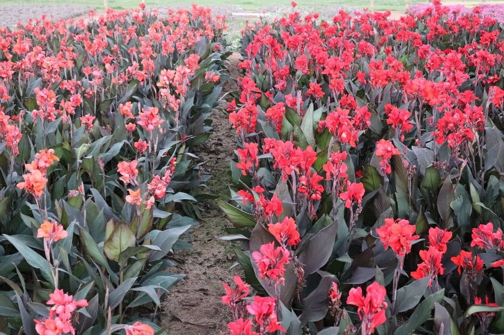 LOCAÇÃO DE CENÁRIO FOTOGRÁFICO EM UMA FAZENDA DE FLORES