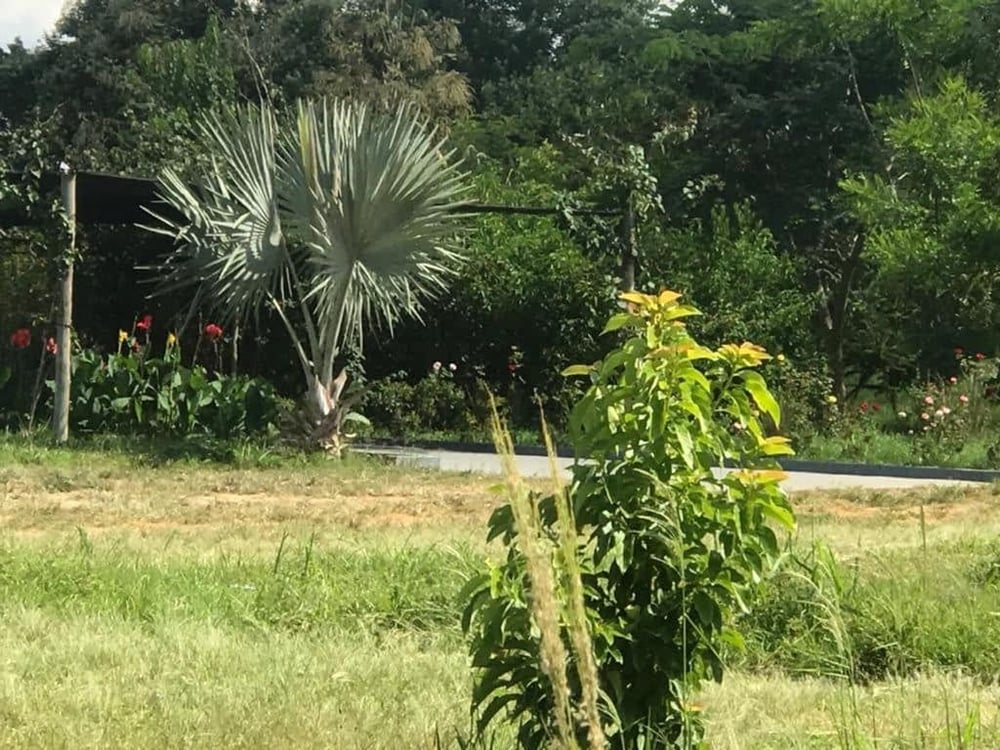 DEGUSTAÇÃO ORIENTADA DE PIMENTAS E GELÉIAS NO SÍTIO JOELJER