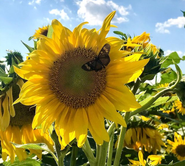 BLOEMEN PARK - O INCRÍVEL PARQUE DAS FLORES