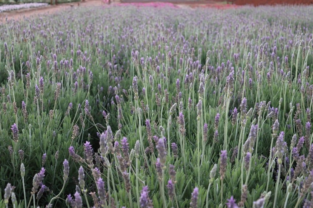 FANTÁSTICO PASSEIO A UMA AUTÊNTICA FAZENDA DE FLORES E PLANTAS 