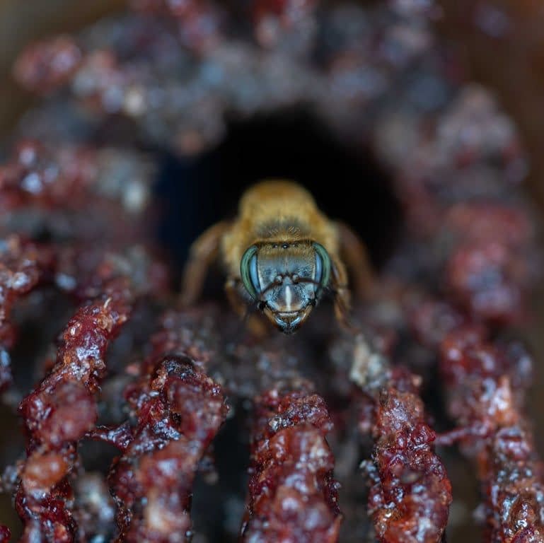 OFICINA DE INTRODUÇÃO À MELIPONICULTURA (abelhas sem ferrão)
