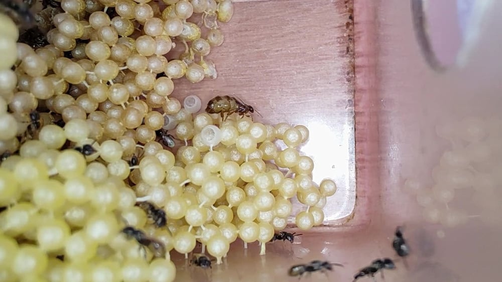 OFICINA DE INTRODUÇÃO À MELIPONICULTURA (abelhas sem ferrão)