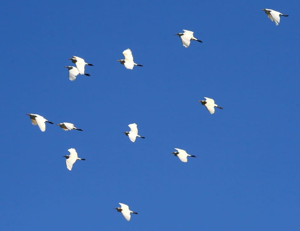 OBSERVAÇÃO DE AVES NO PARQUE HERMÓGENES FREITAS LEITÃO FILHO - BARÃO GERALDO