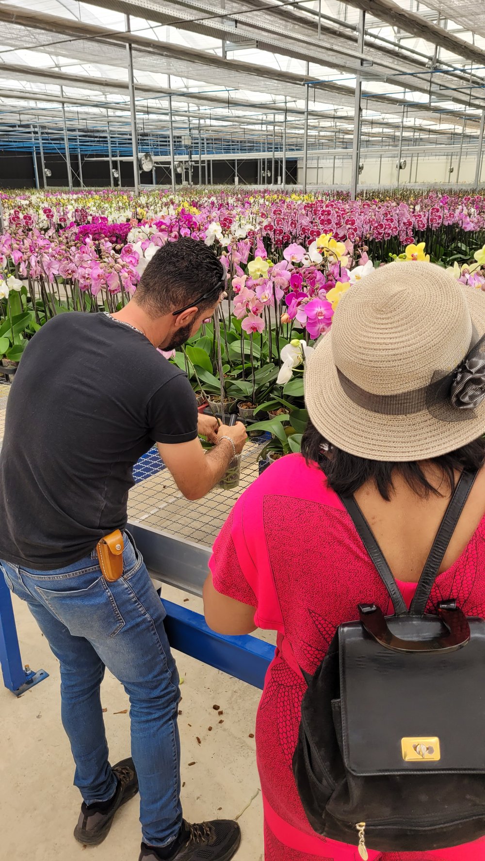 Conheça uma produção de orquídeas em Holambra!