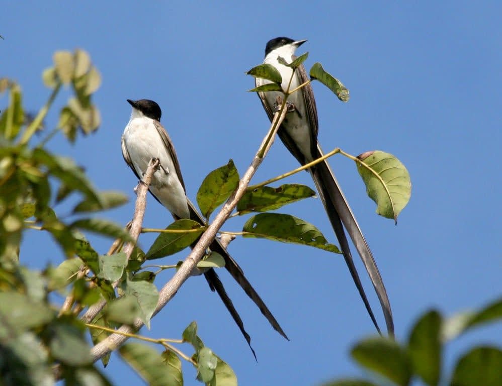 OBSERVAÇÃO DE AVES NO PARQUE HERMÓGENES FREITAS LEITÃO FILHO - BARÃO GERALDO