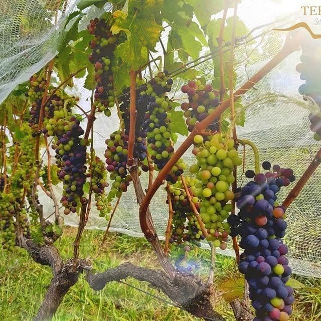 VINÍCOLA TERRASSOS - ACESSO E DEGUSTAÇÃO DE VINHOS