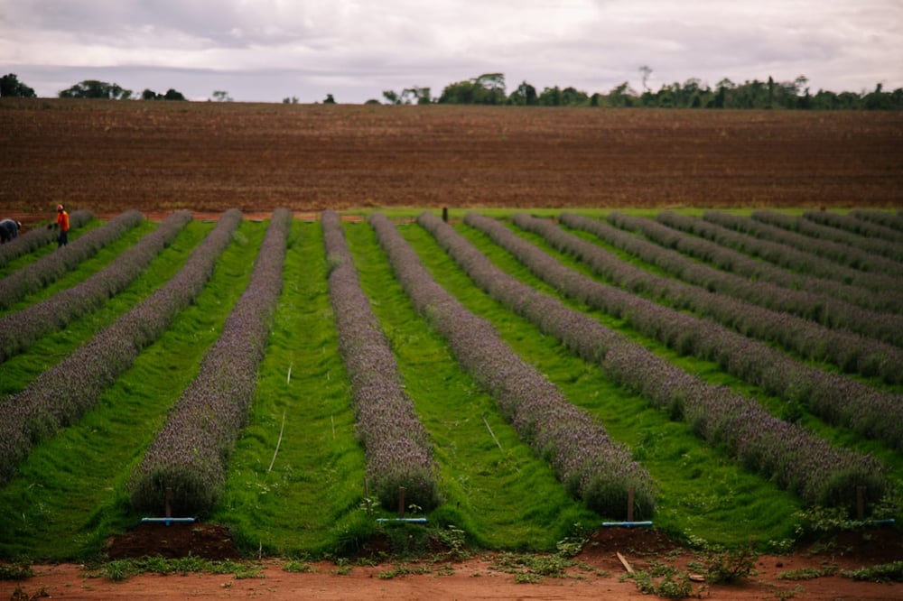 FANTÁSTICO PASSEIO A UMA AUTÊNTICA FAZENDA DE FLORES E PLANTAS 