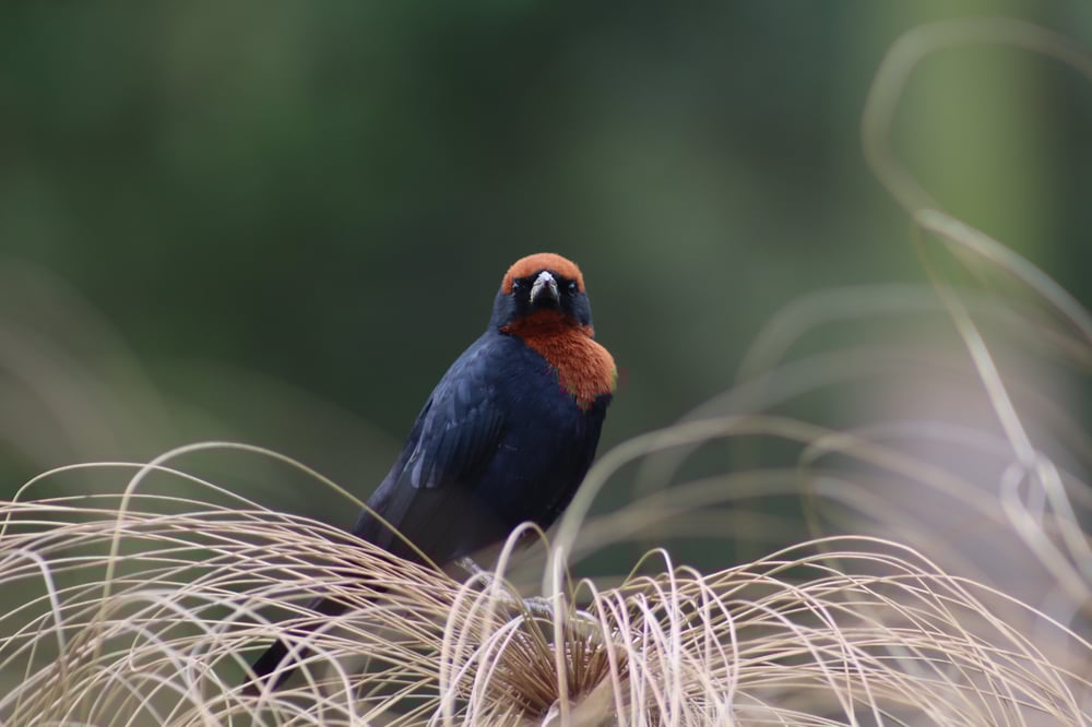 FASCINANTE BIODIVERSIDADE DA NOSSA MATA (GARIBALDI)