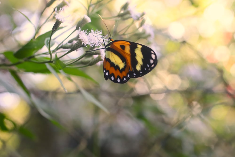 BELEZAS DA FAUNA QUE VOCÊ ENCONTRA POR AQUI