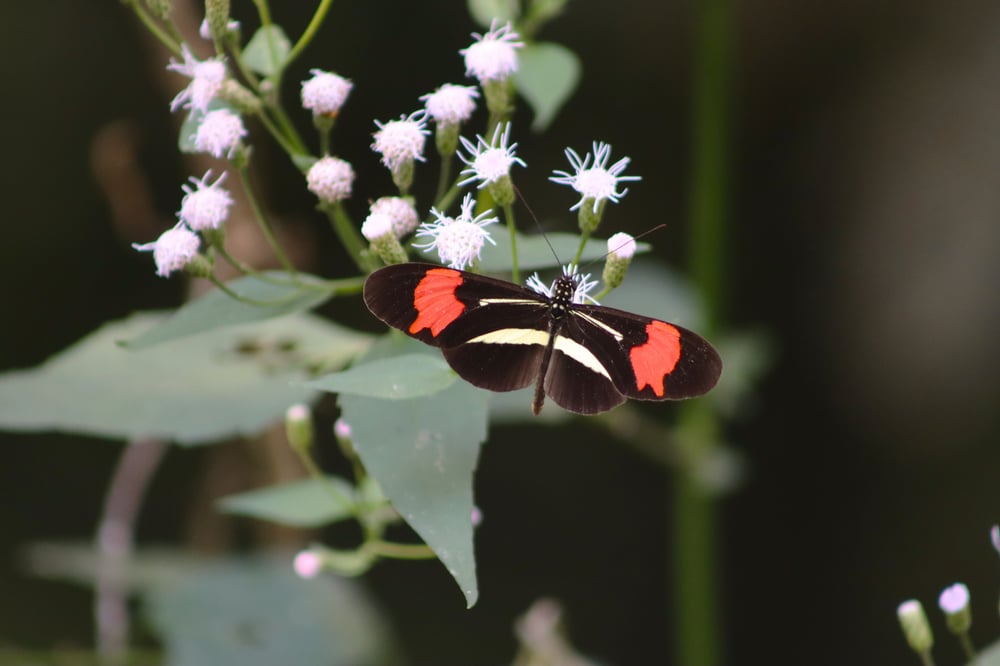 BELEZAS DA FAUNA QUE VOCÊ ENCONTRA POR AQUI