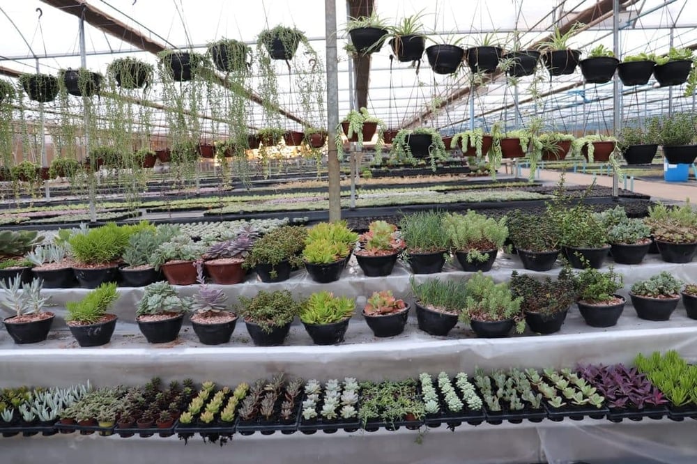 FANTÁSTICO PASSEIO A UMA AUTÊNTICA FAZENDA DE FLORES E PLANTAS 